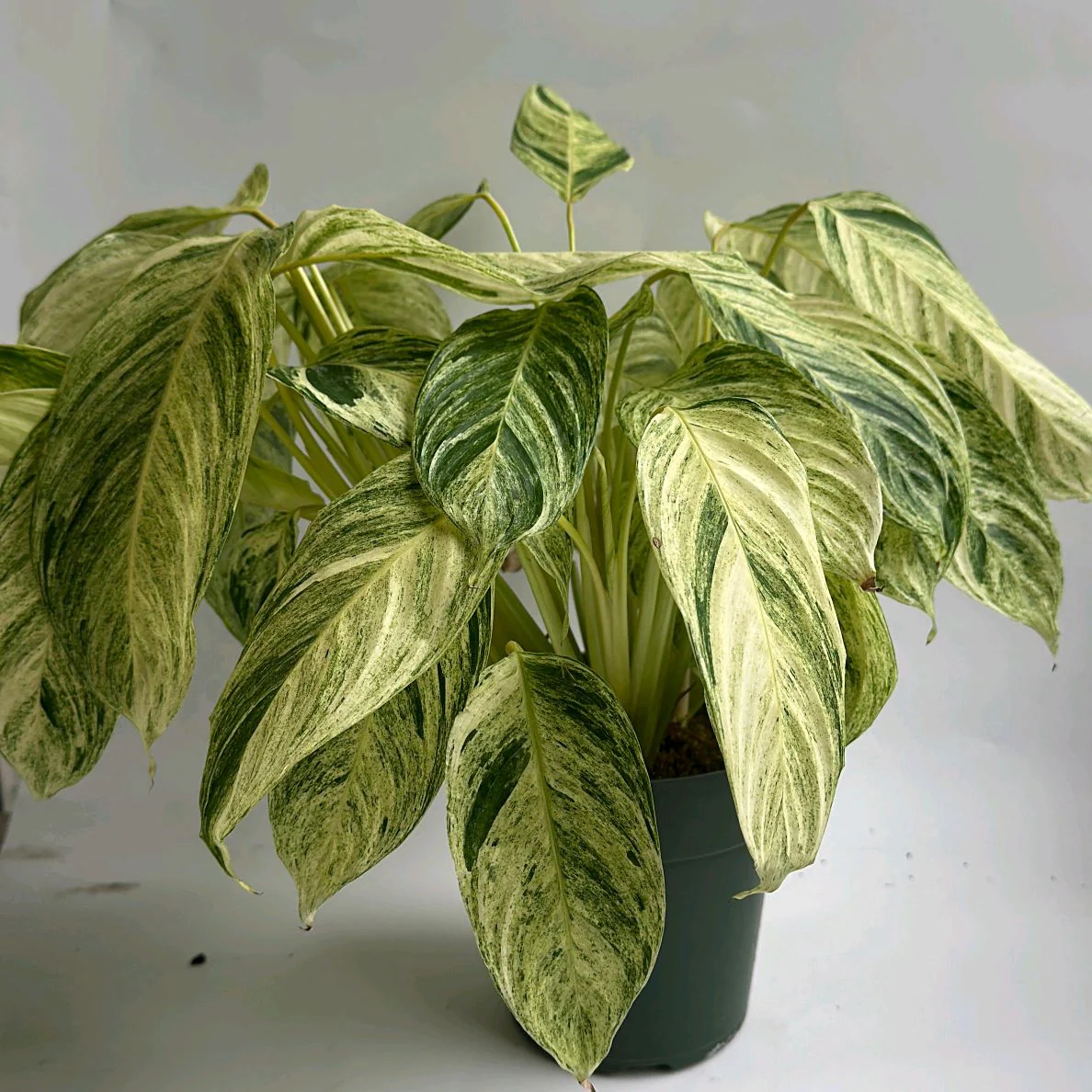 Stromanthe 'Charlie'