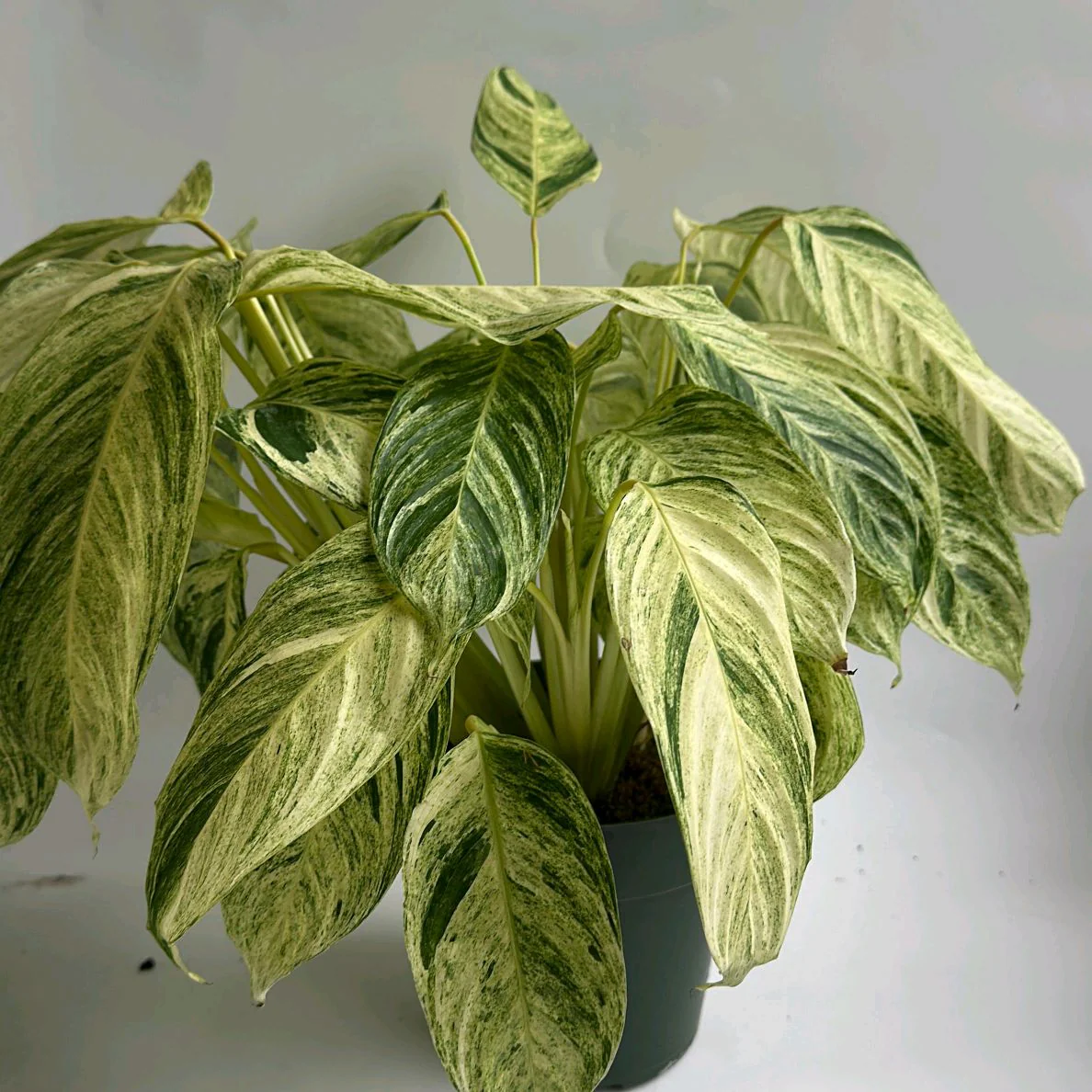 Stromanthe 'Charlie' - Image 2