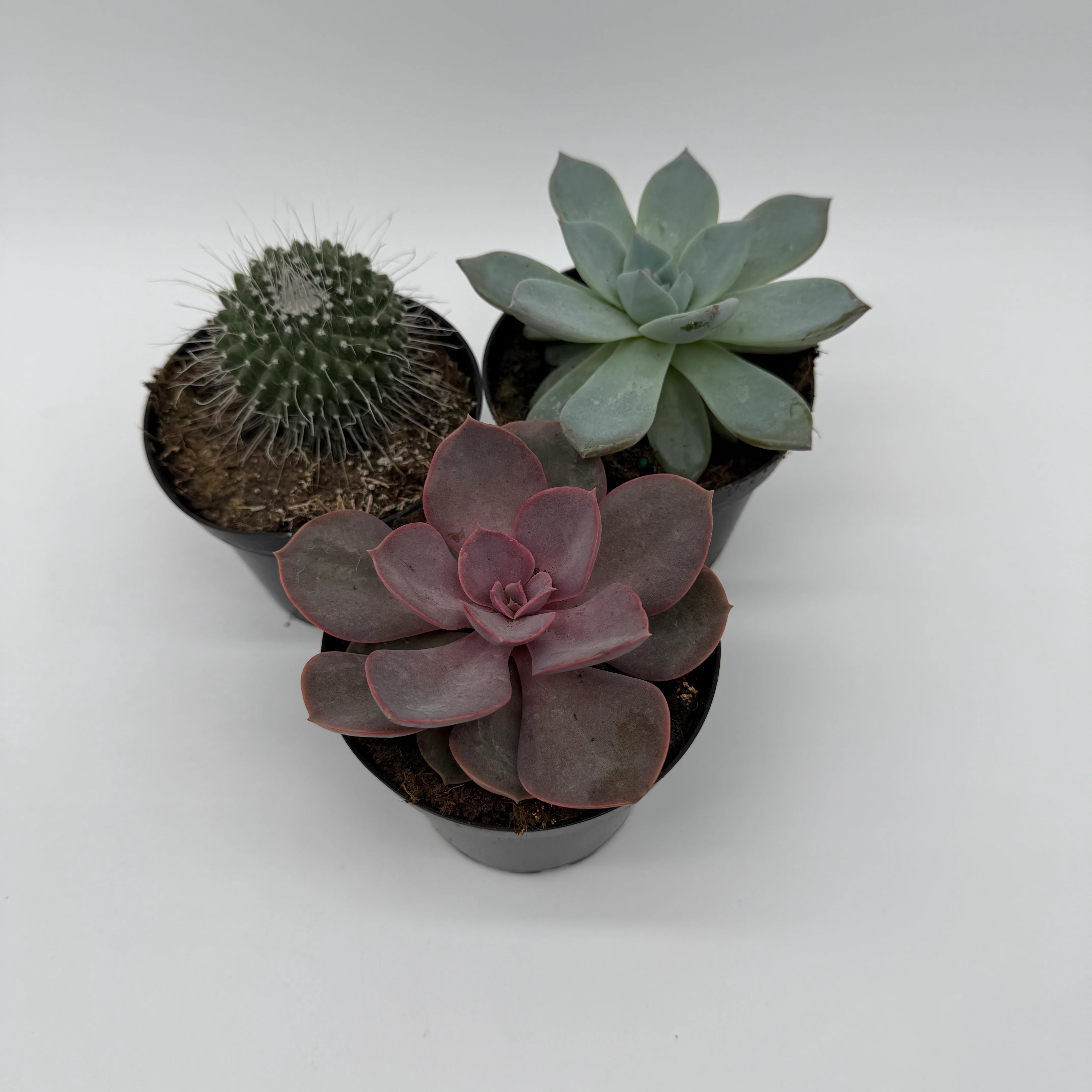 Succulent & Cactus Mystery Bundle Box - 3 Plants - Image 2