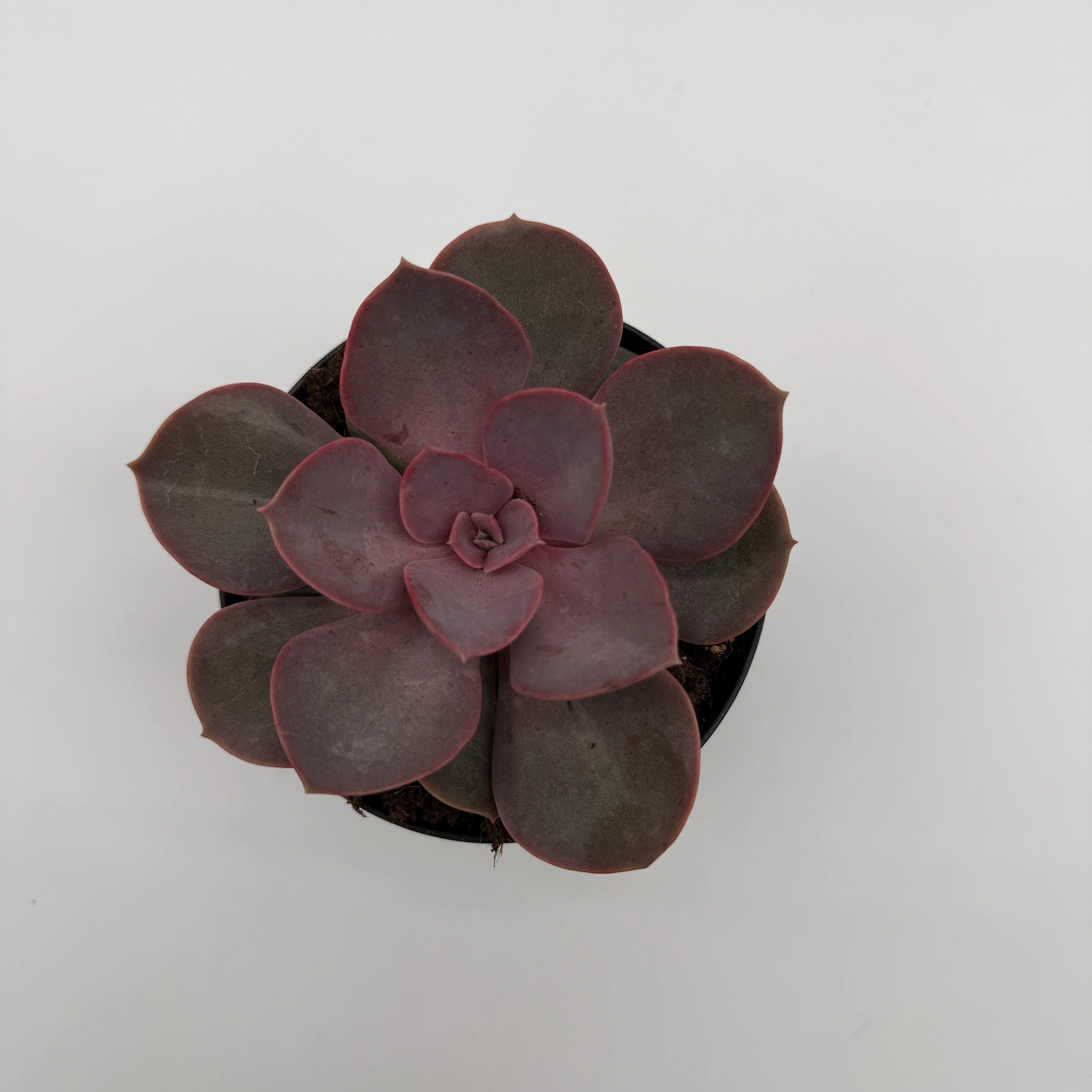 Succulent & Cactus Mystery Bundle Box - 3 Plants - Image 3