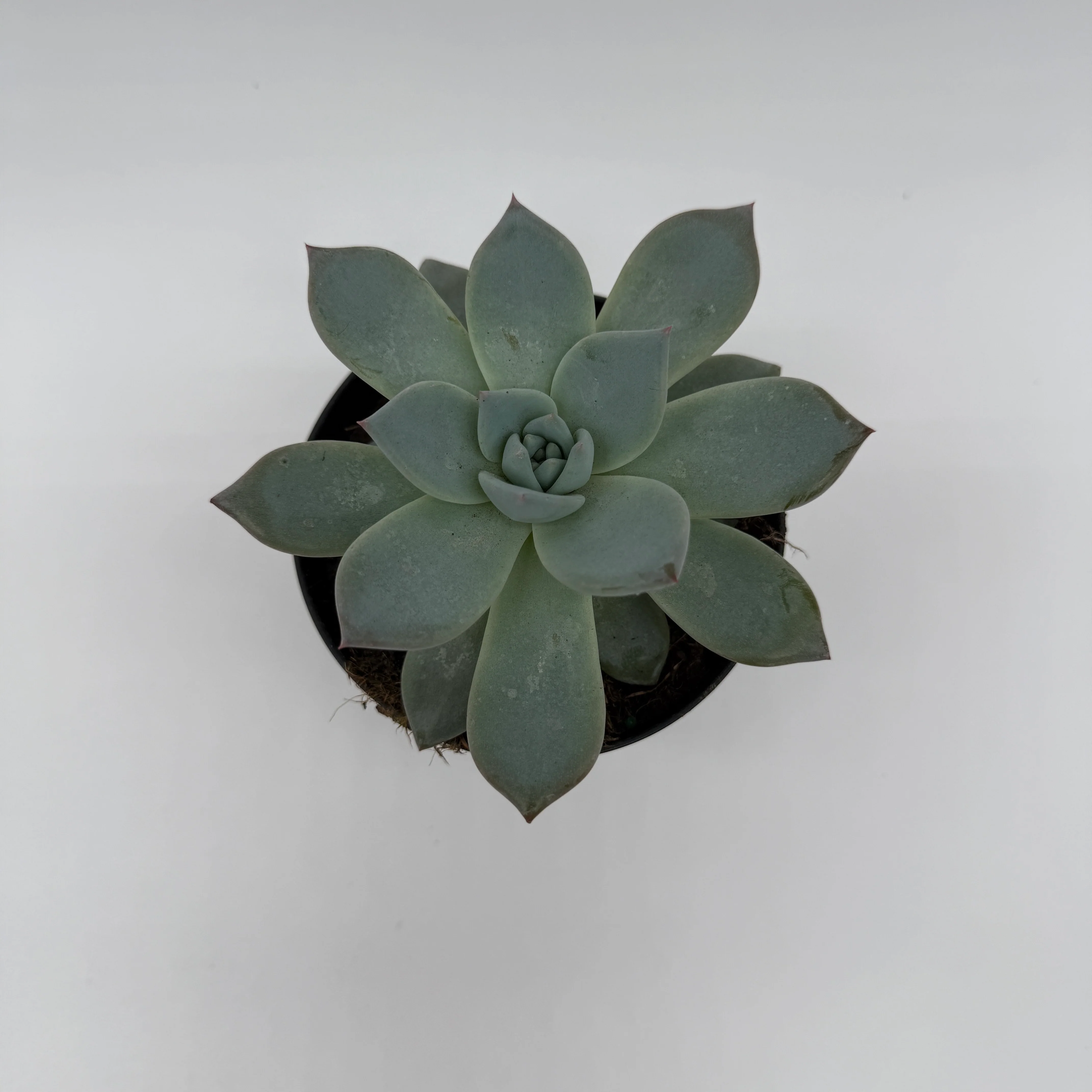 Succulent & Cactus Mystery Bundle Box - 3 Plants - Image 4