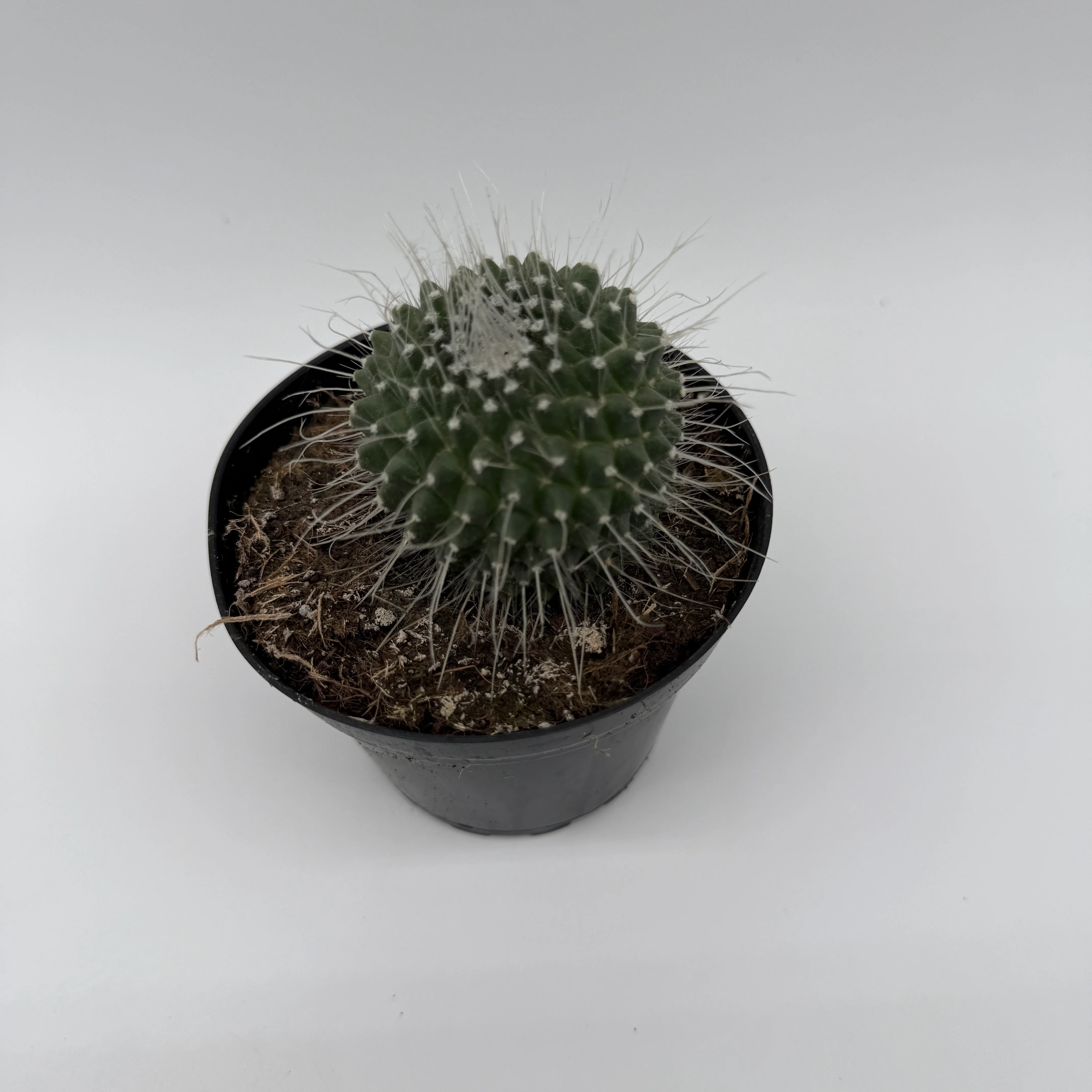 Succulent & Cactus Mystery Bundle Box - 3 Plants - Image 5
