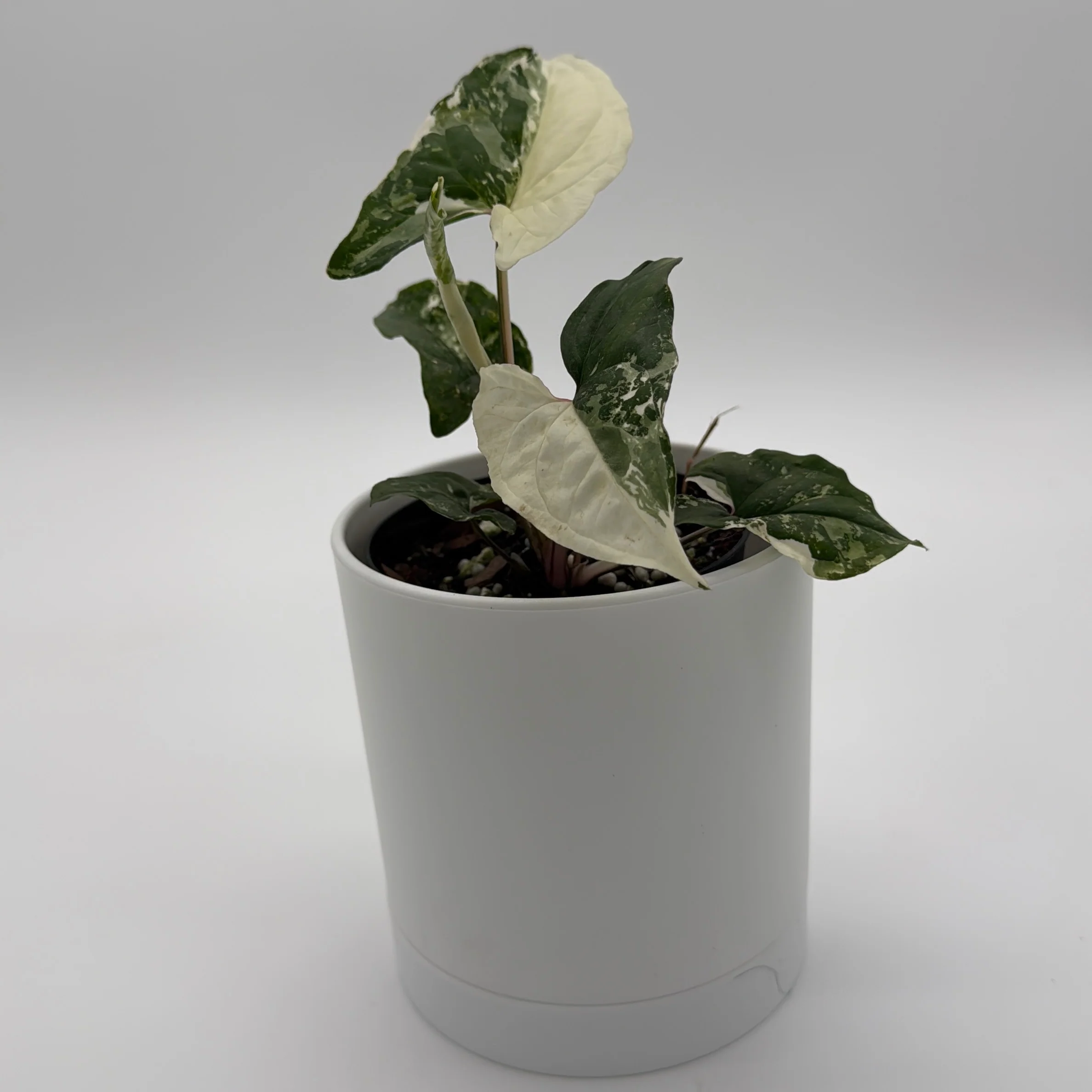 Syngonium Albo - Image 4