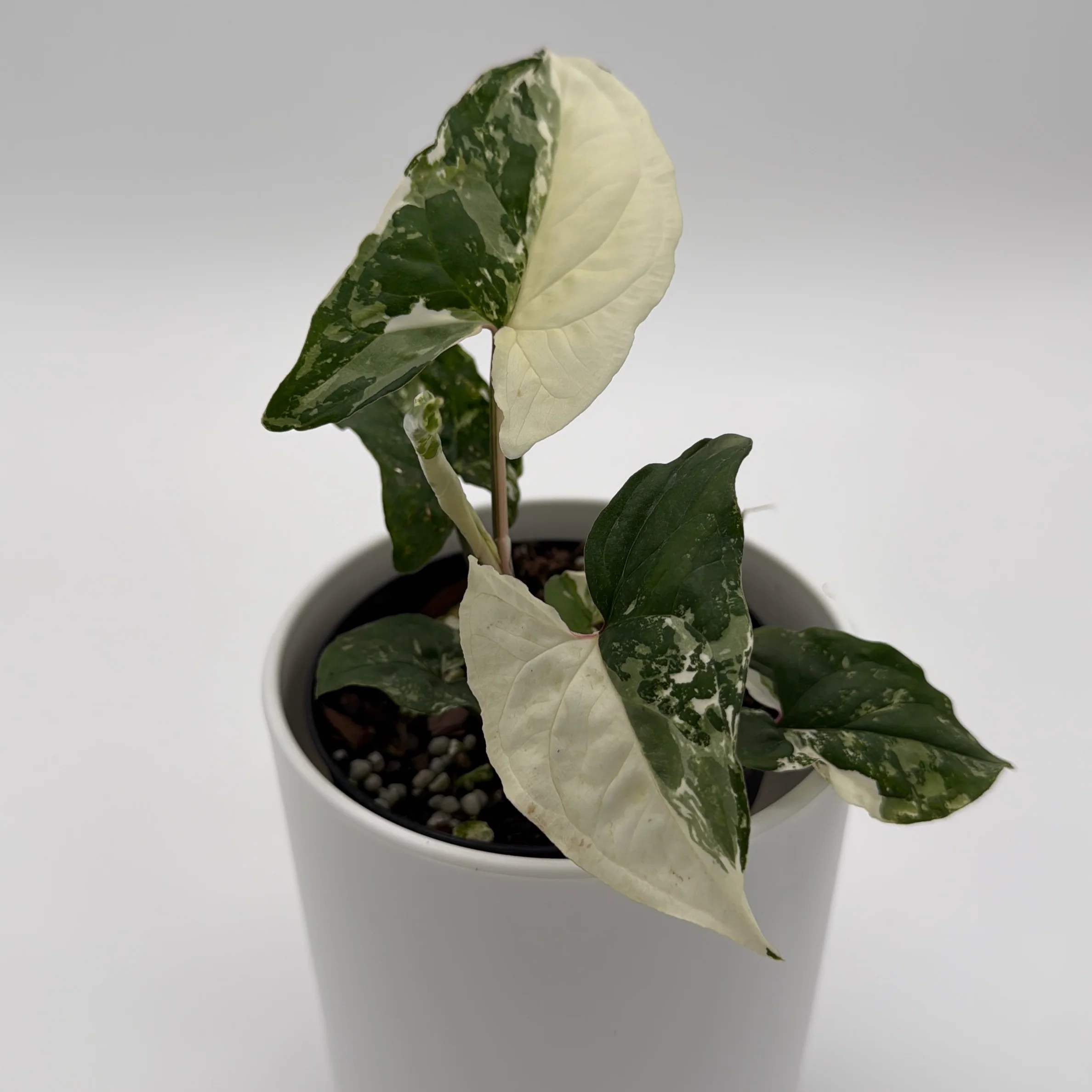 Syngonium Albo - Image 7