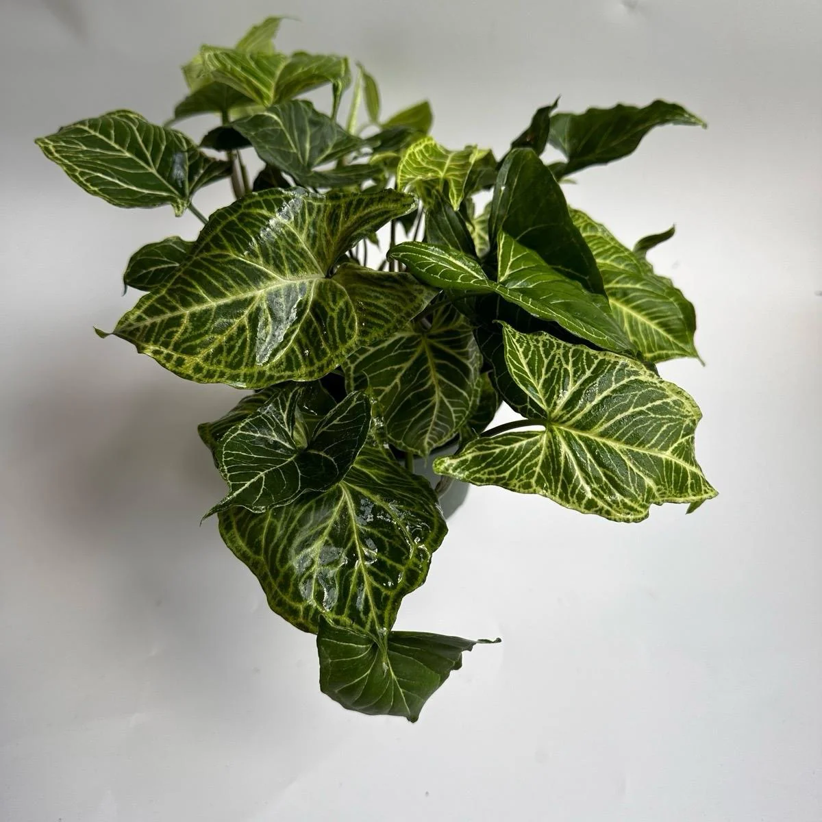 Syngonium Batik
