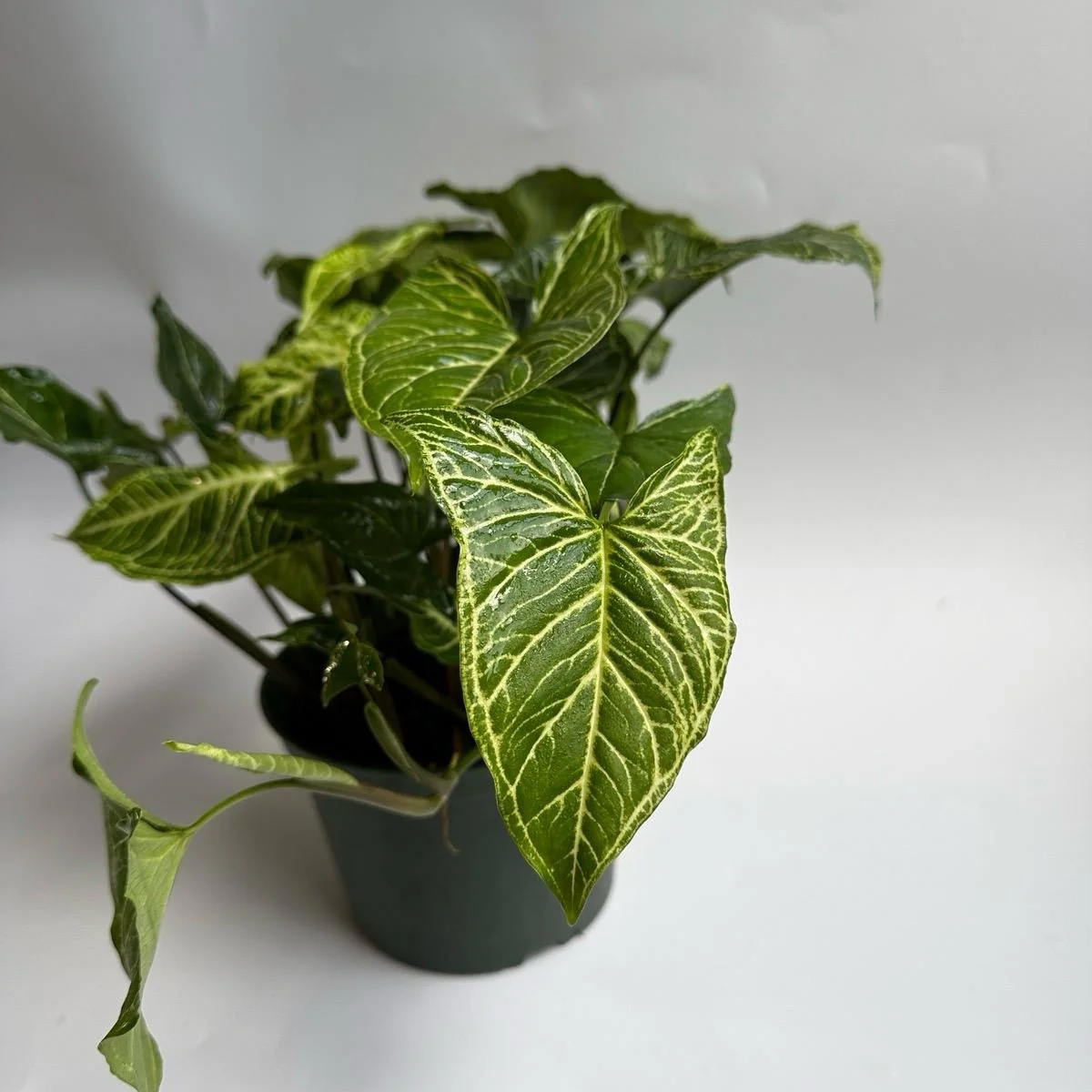 Syngonium Batik - Image 2