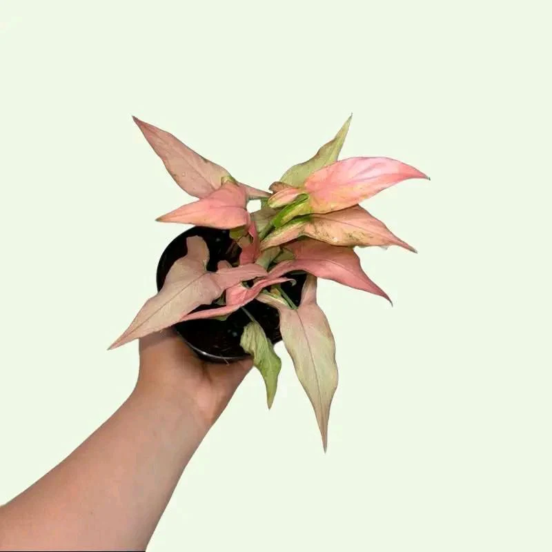 Syngonium Mystery Bundle Box - 3 Syngonium Plants - Image 5
