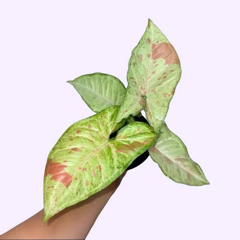 Syngonium Mystery Bundle Box - 3 Syngonium Plants - Image 7