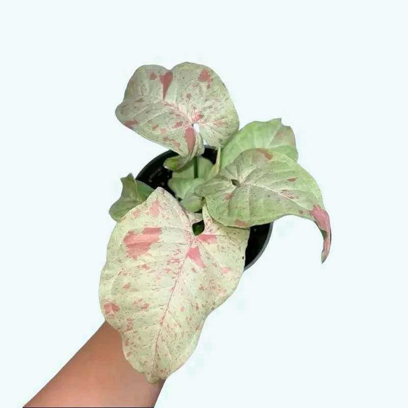 Syngonium Mystery Bundle Box - 3 Syngonium Plants - Image 8