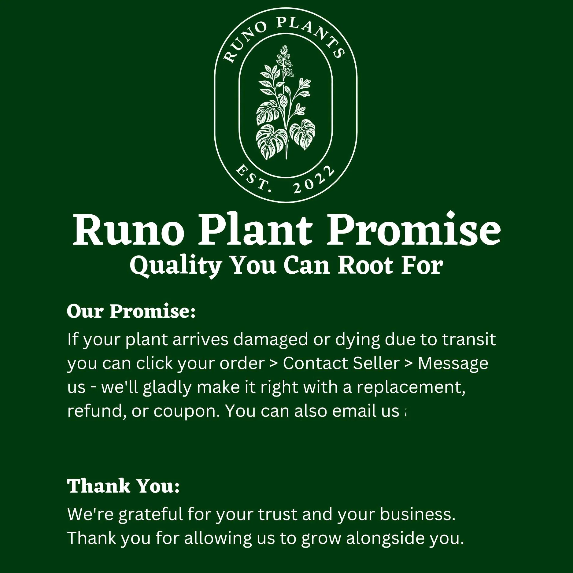 Syngonium Mystery Bundle Box - 3 Syngonium Plants - Image 9