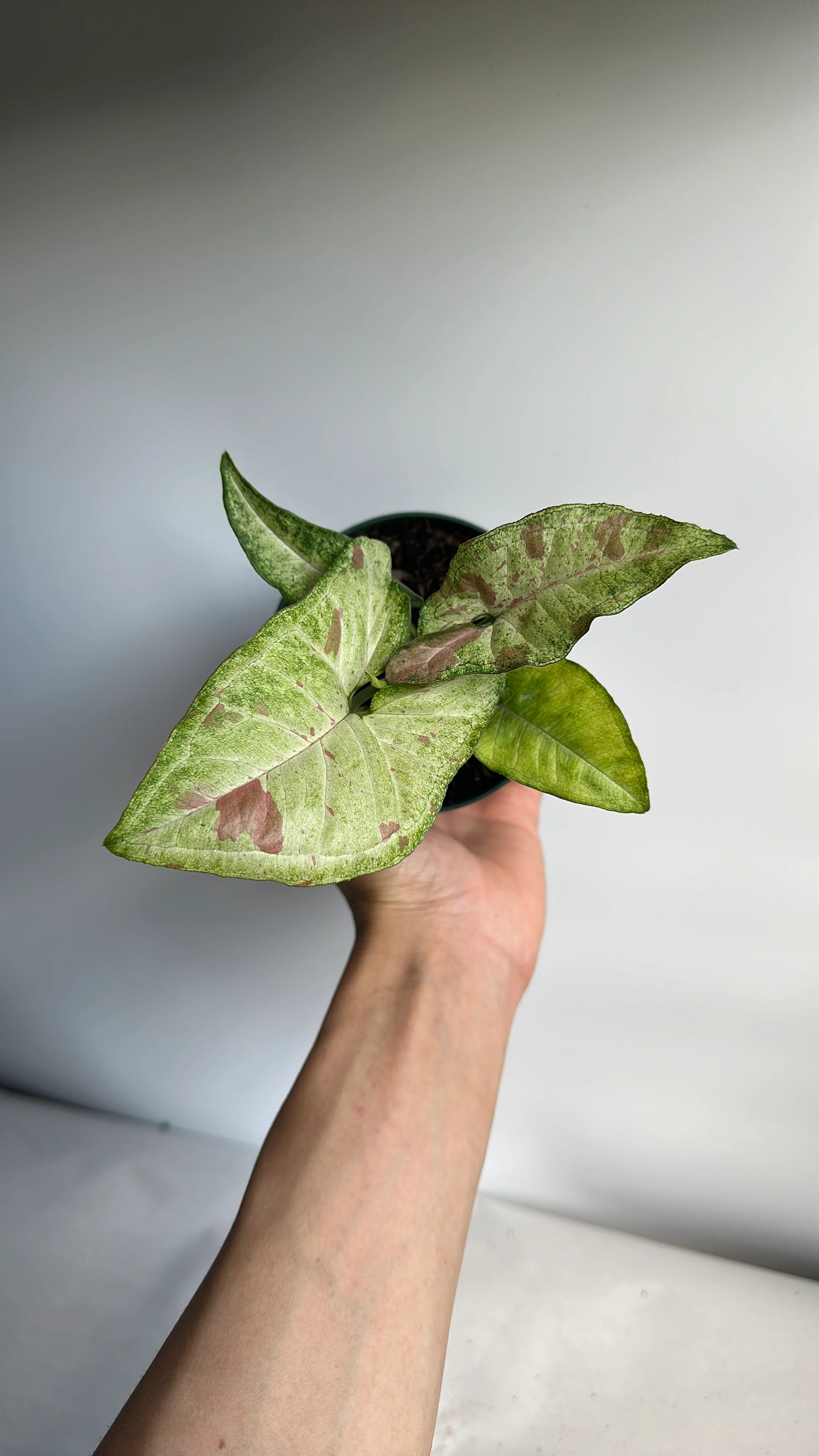 Syngonium Confetti - Image 3