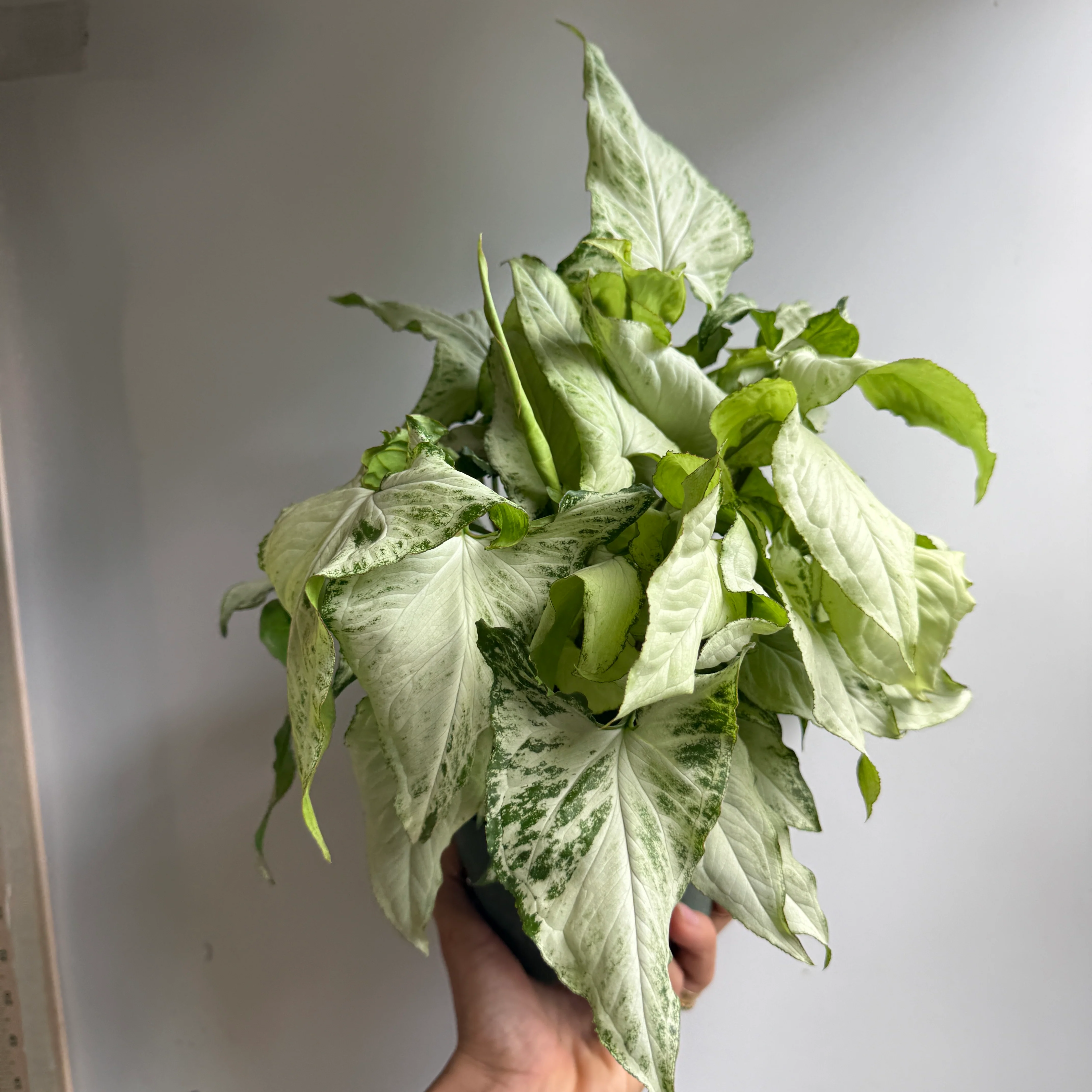 Syngonium Holly - Image 3
