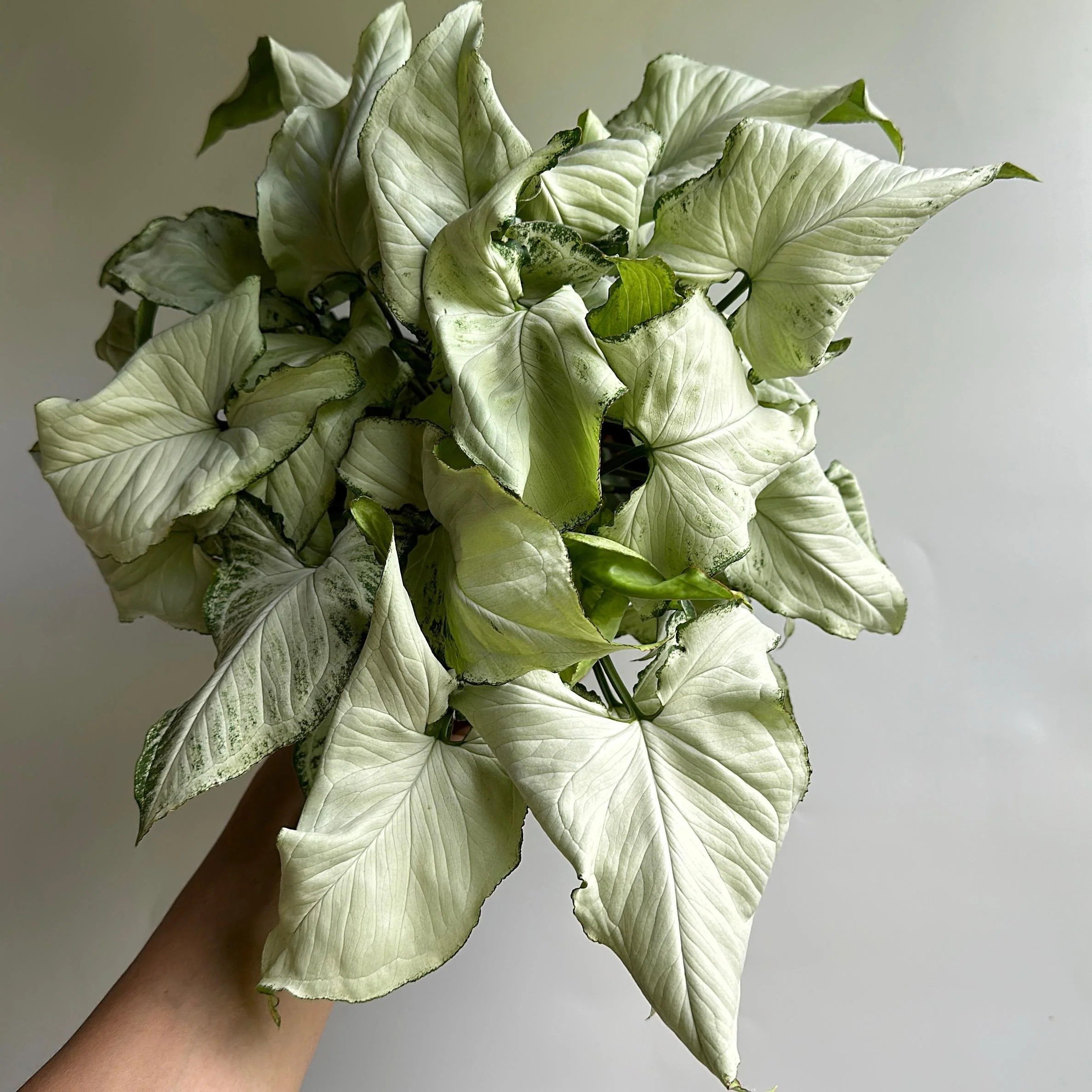 Syngonium Holly - Image 4