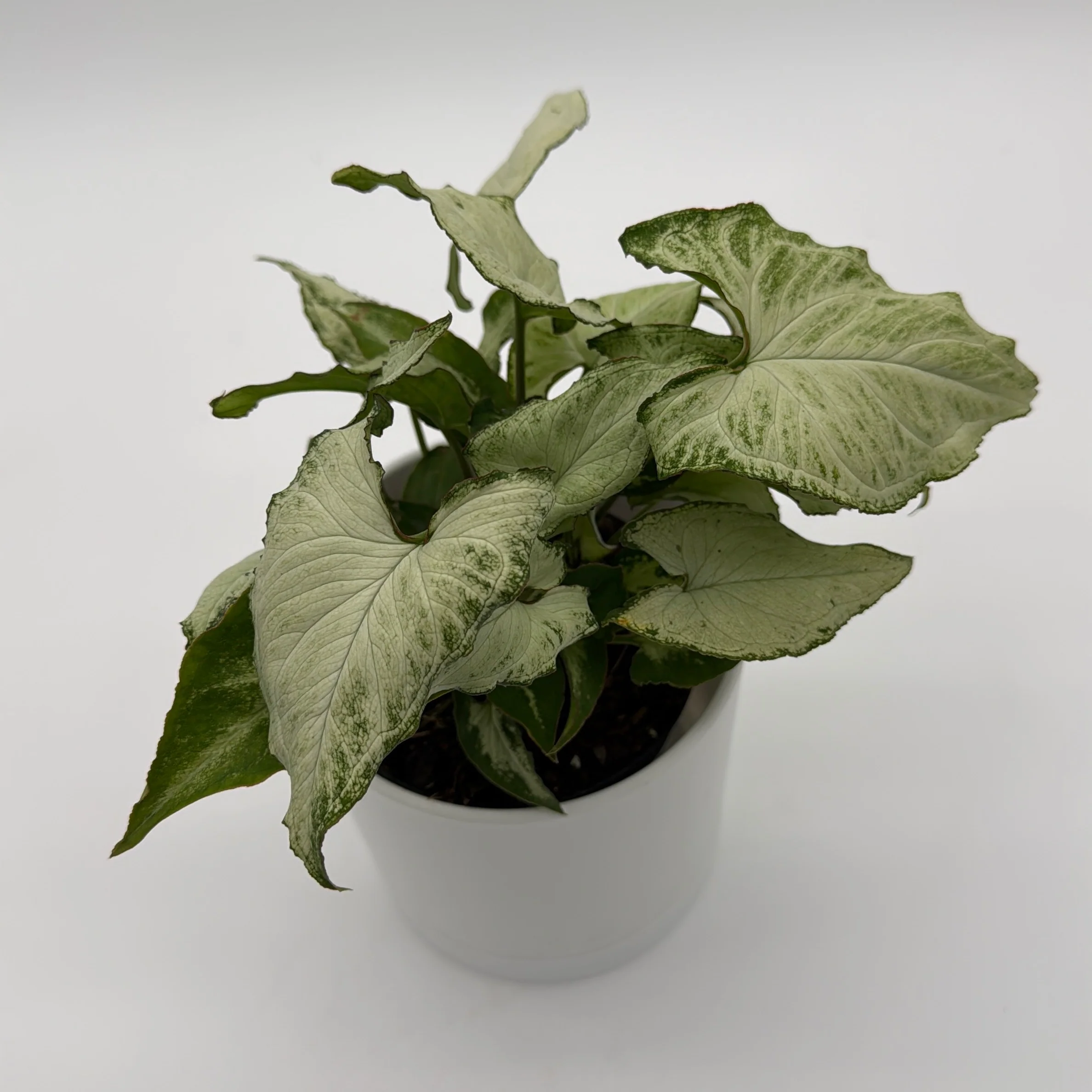 Syngonium Holly - Image 6