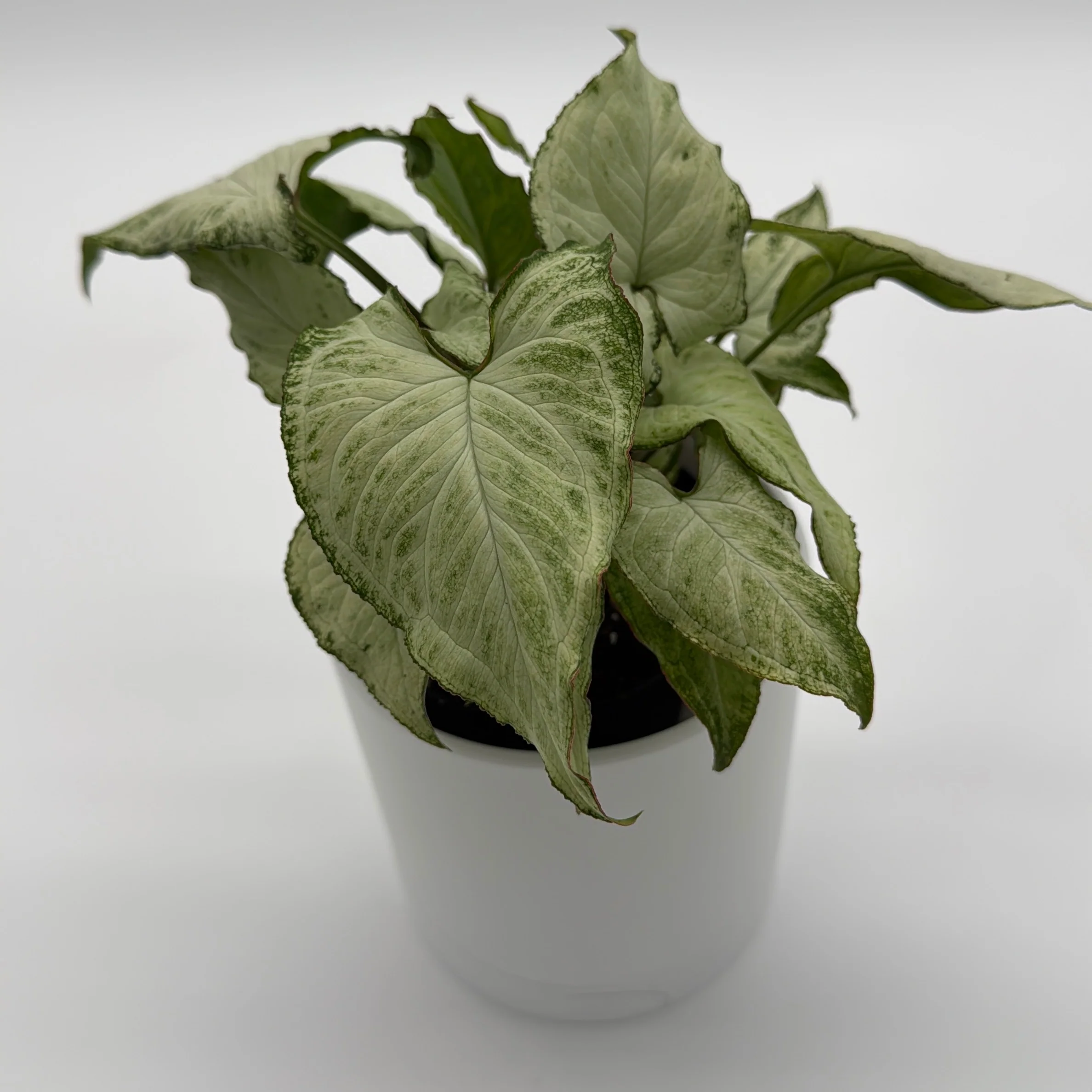 Syngonium Holly - Image 7