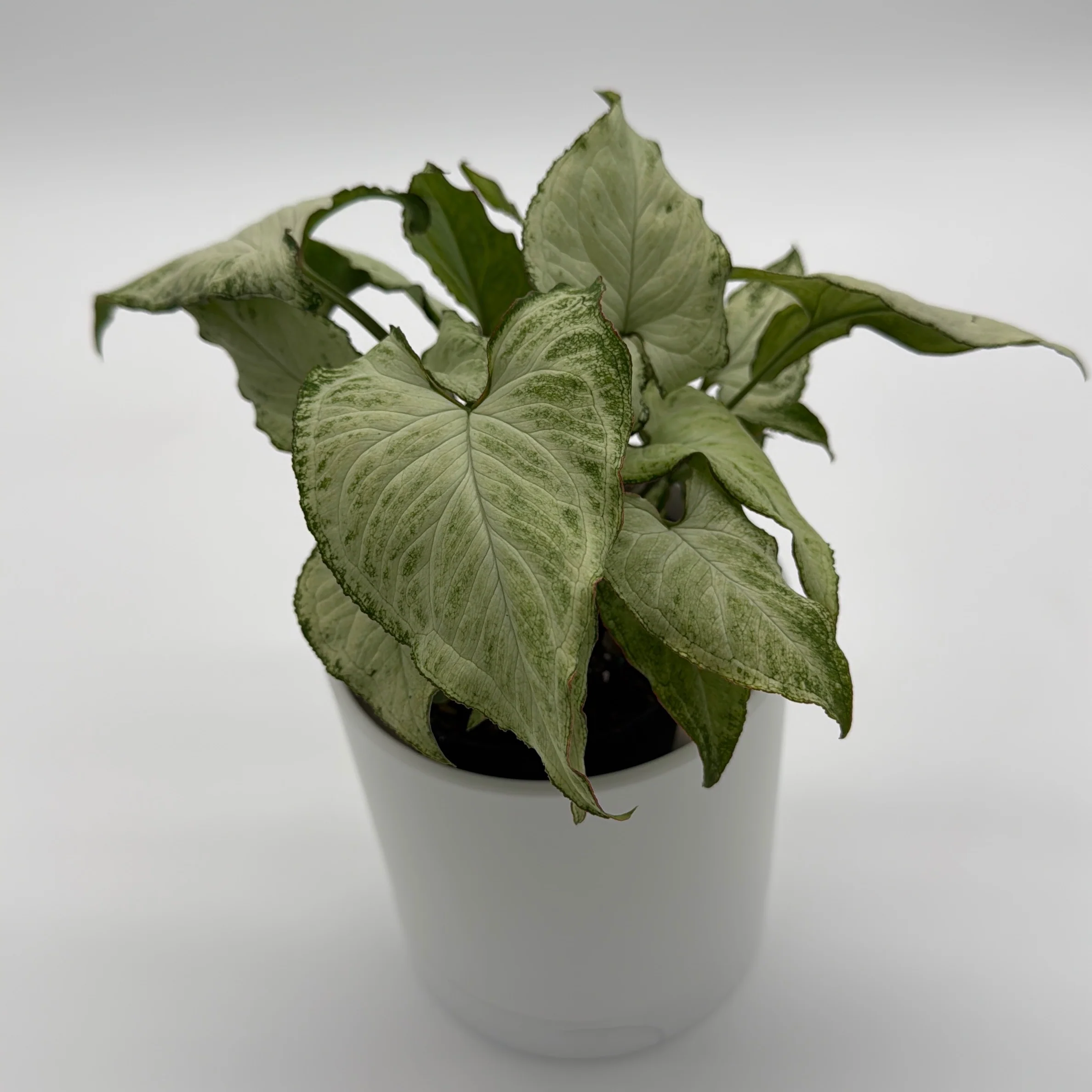 Syngonium Holly - Image 8