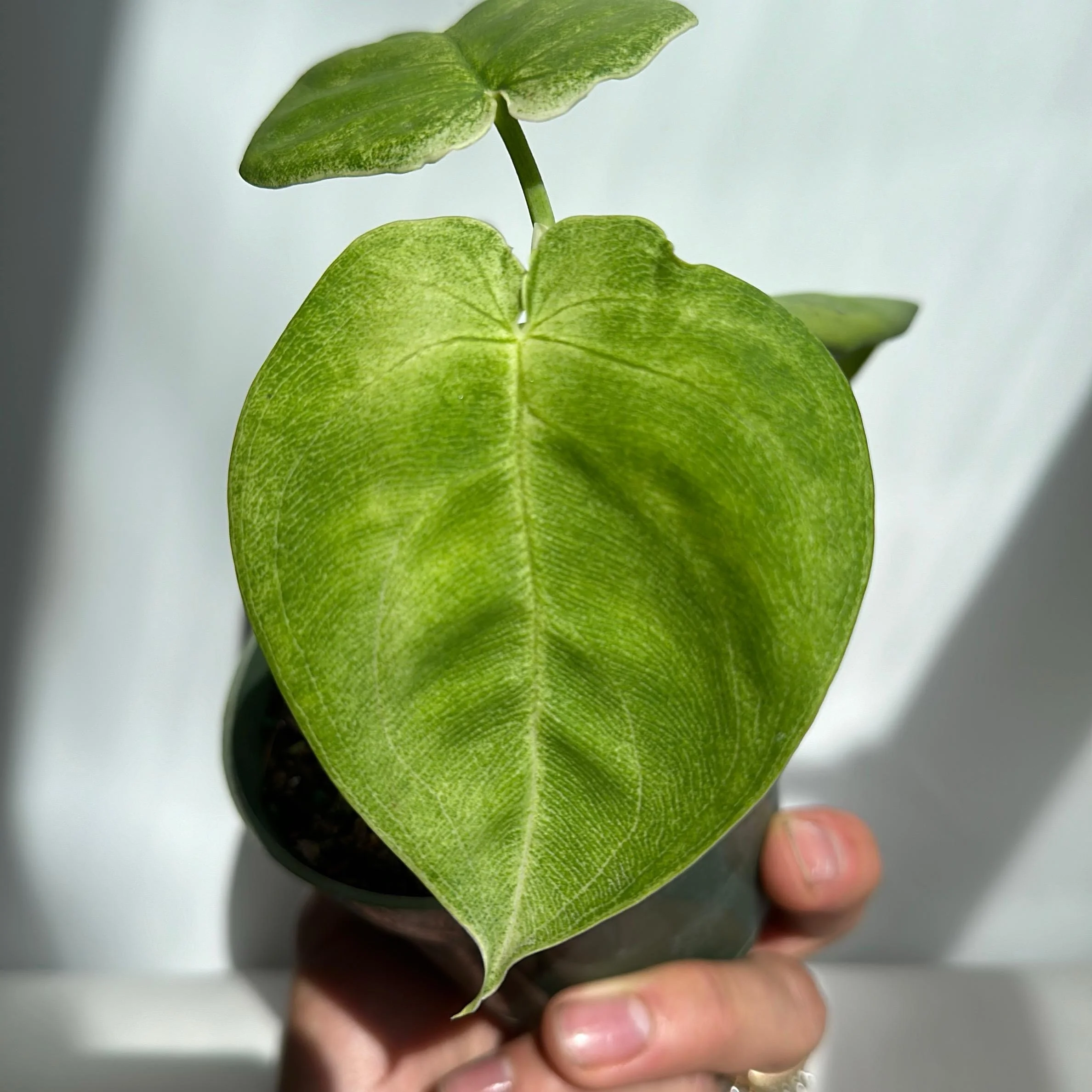 Syngonium Ice Frost - Image 2