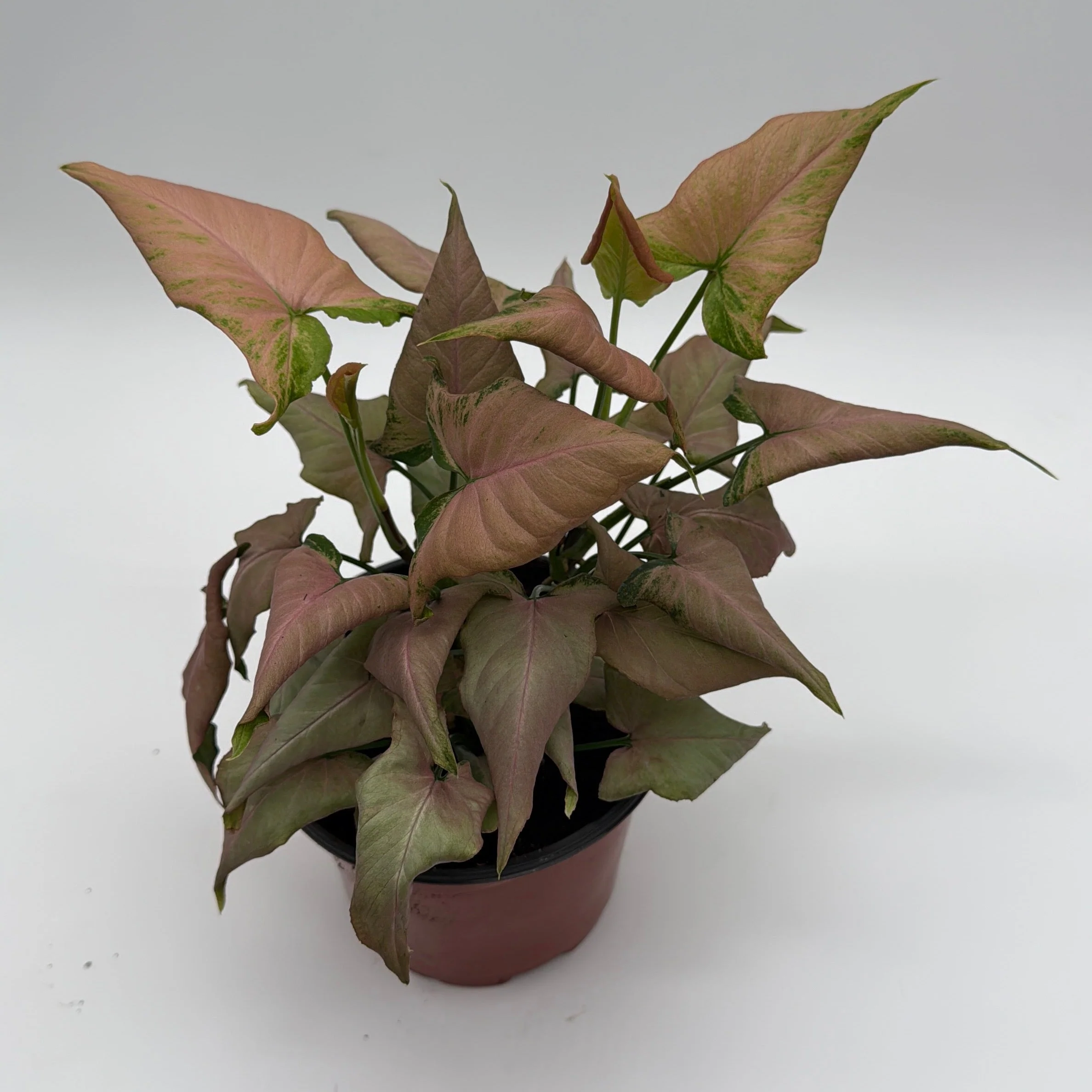 Syngonium Mickey