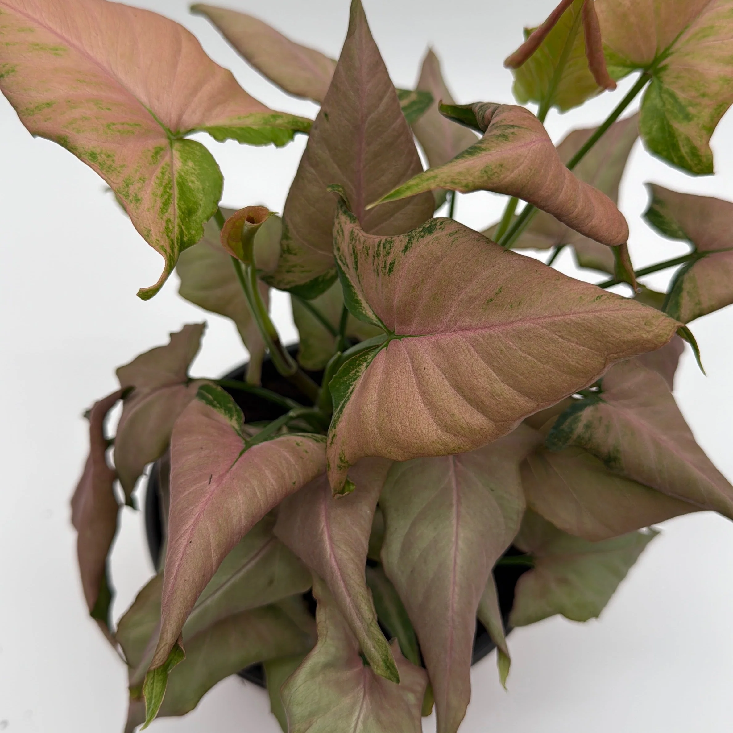 Syngonium Mickey - Image 3