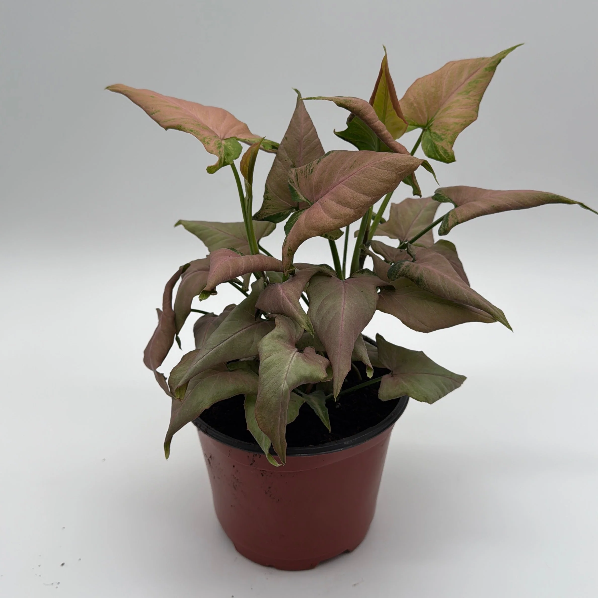 Syngonium Mickey - Image 4