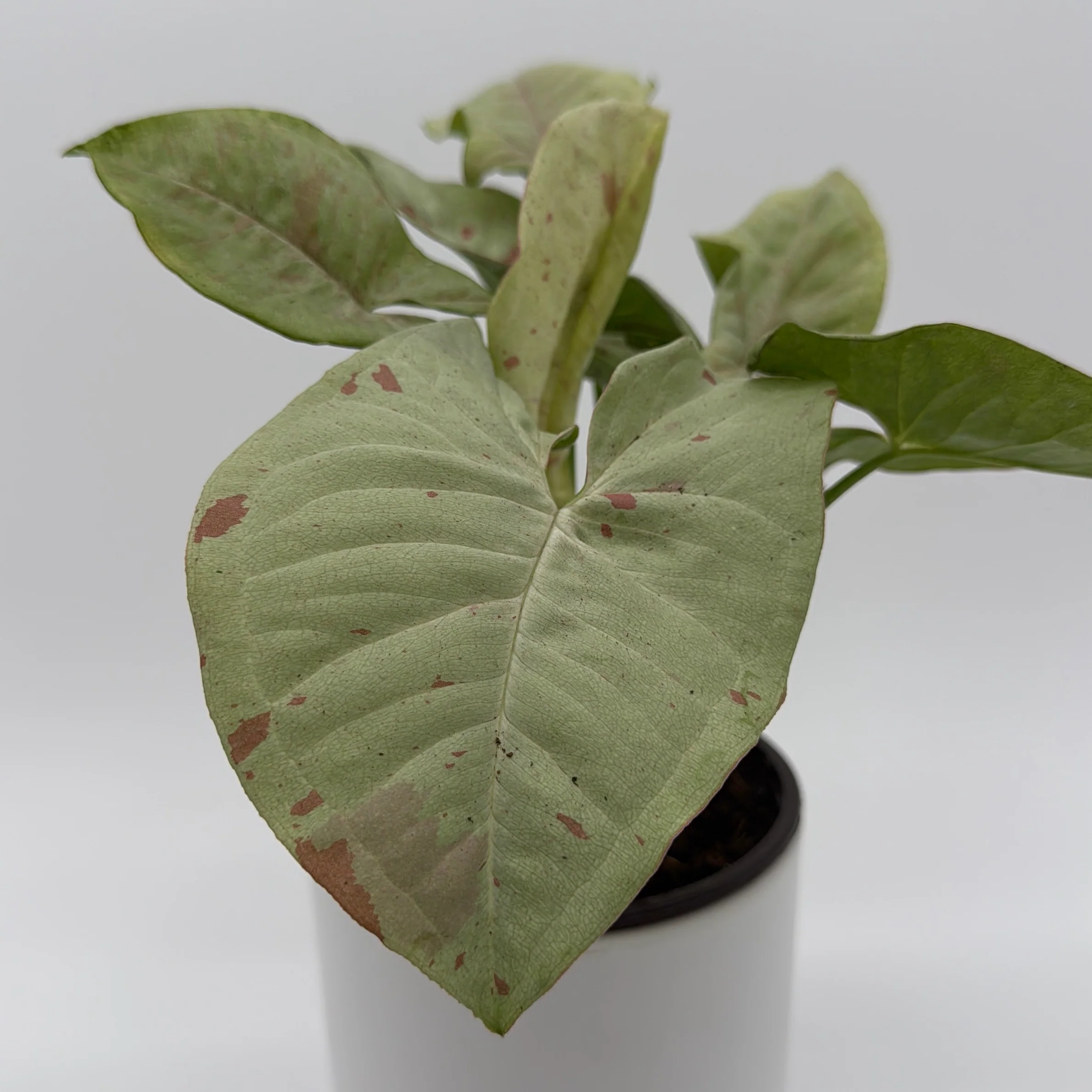 Syngonium Milk Confetti - Image 3