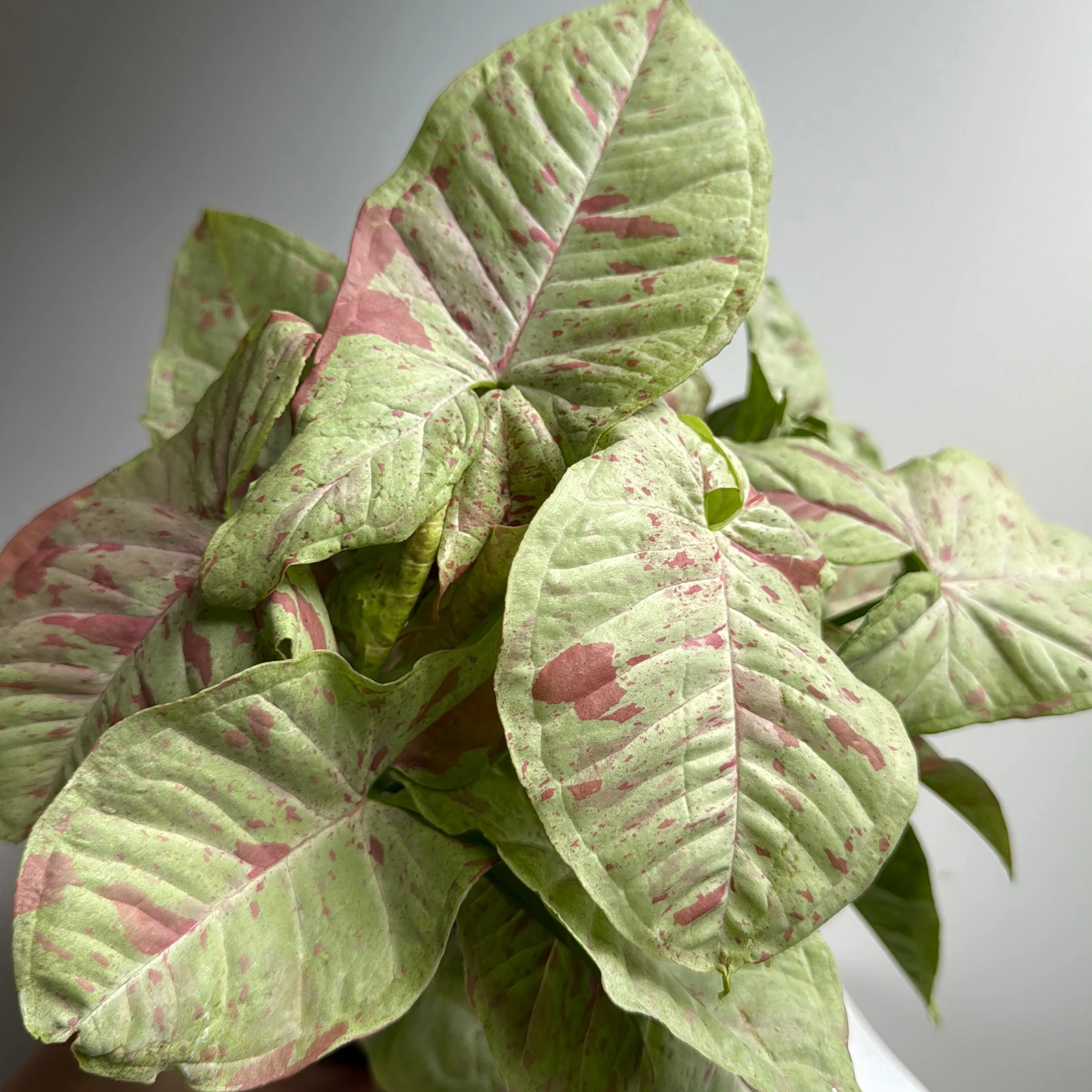 Syngonium Milk Confetti - Image 4