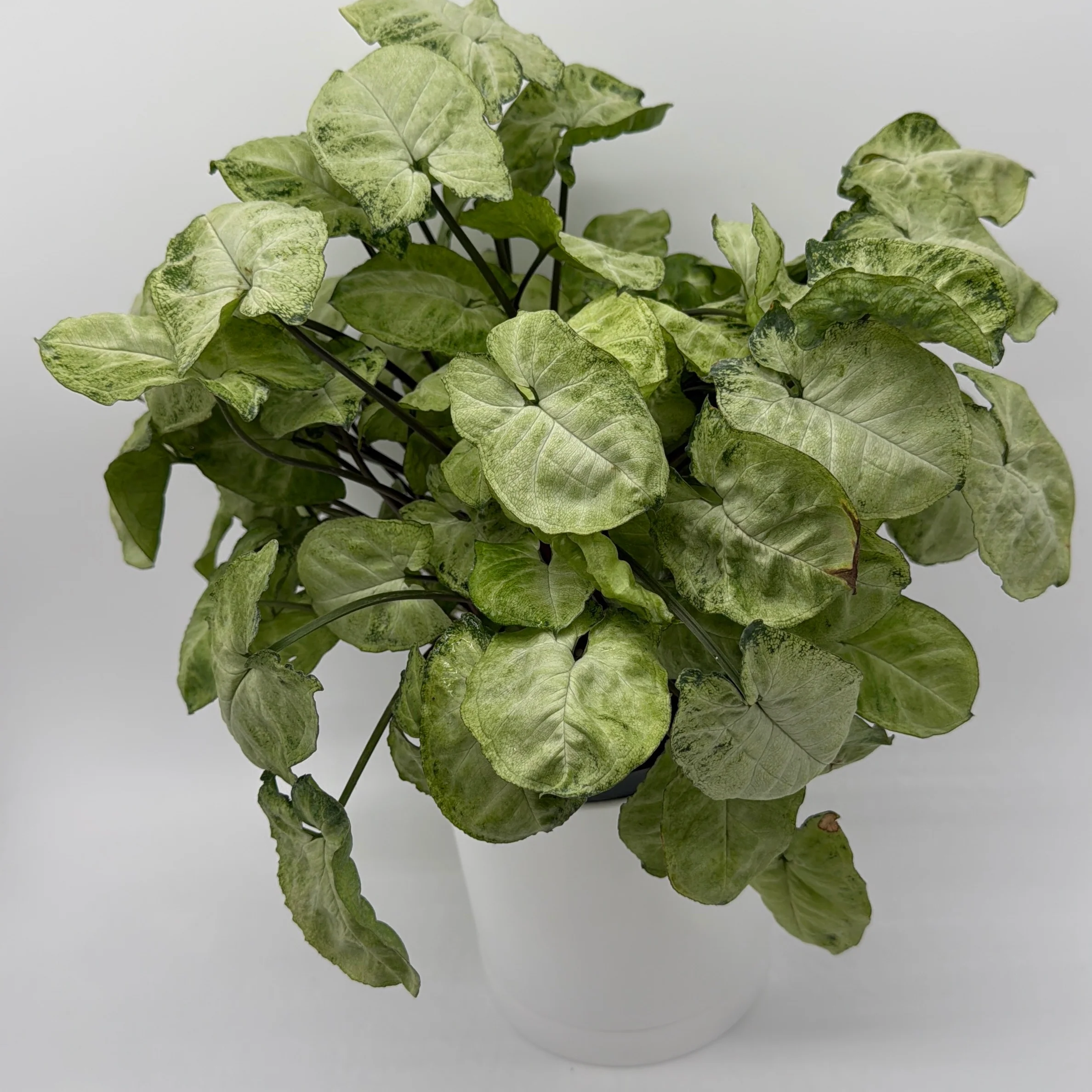 Syngonium Moonshine - Image 3