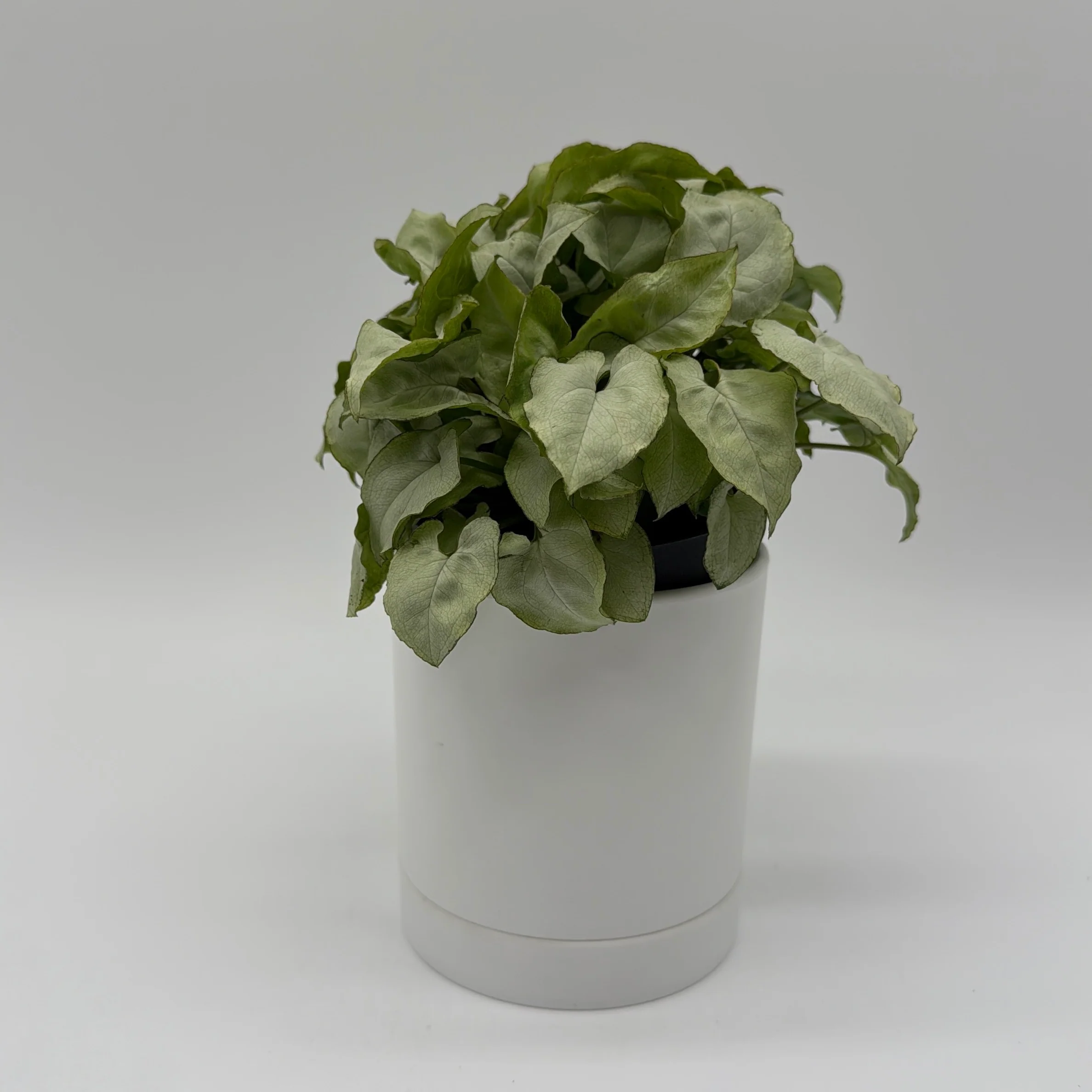 Syngonium Moonshine - Image 4