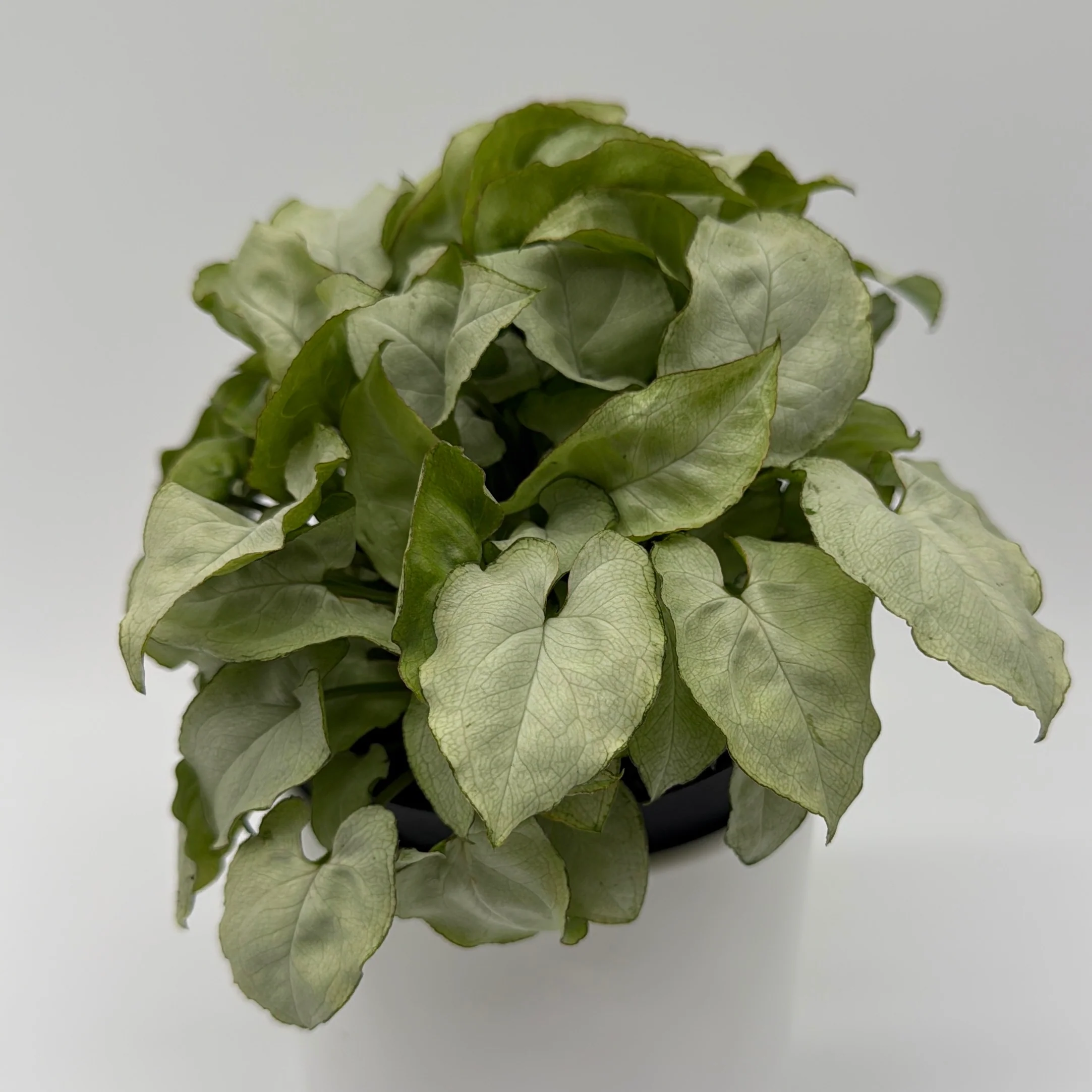Syngonium Moonshine - Image 5