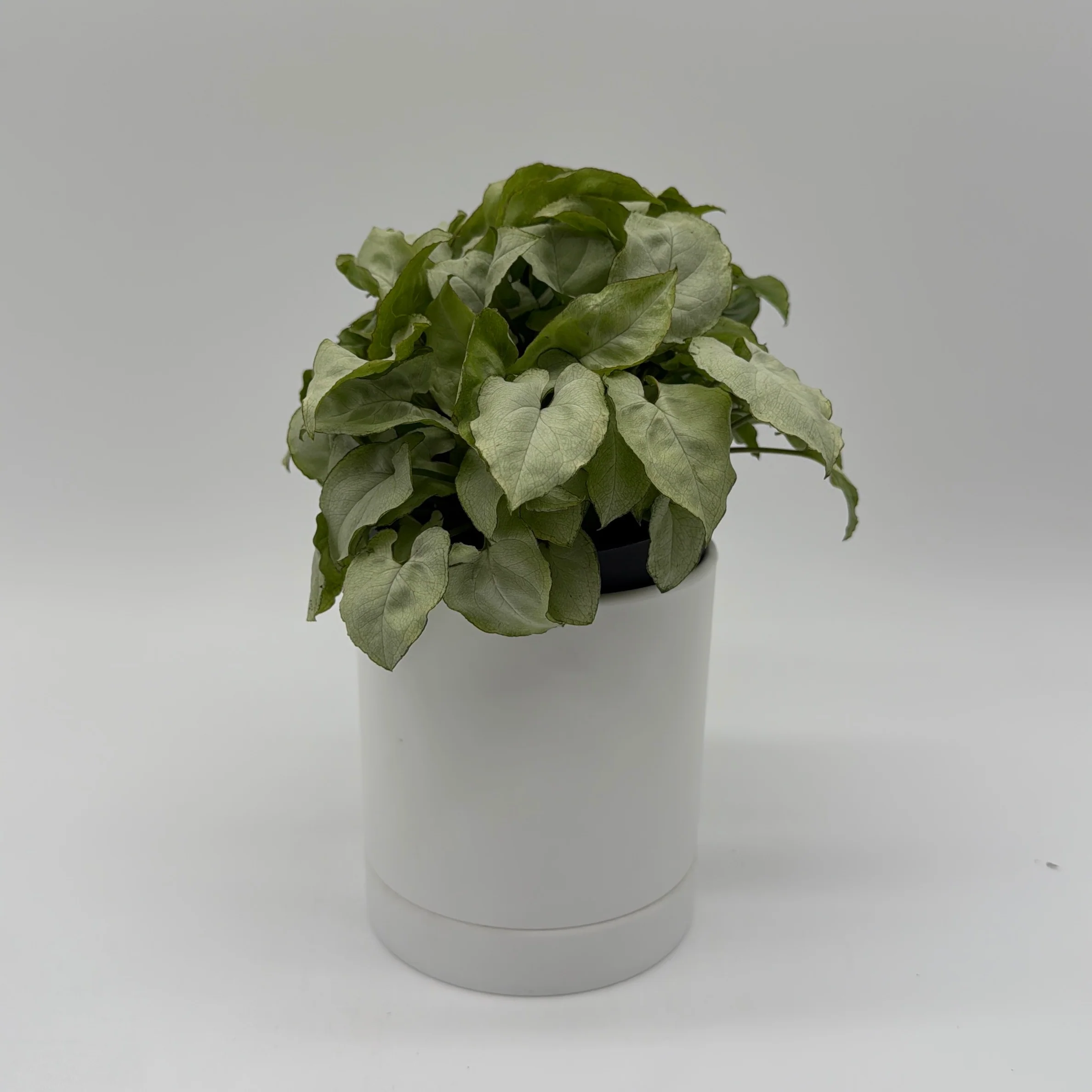 Syngonium Moonshine - Image 6