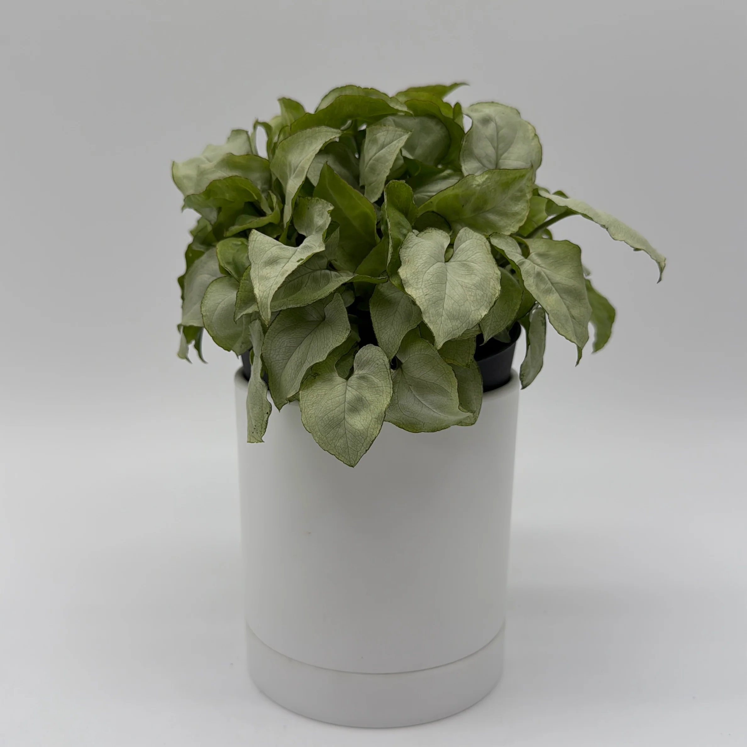 Syngonium Moonshine - Image 7