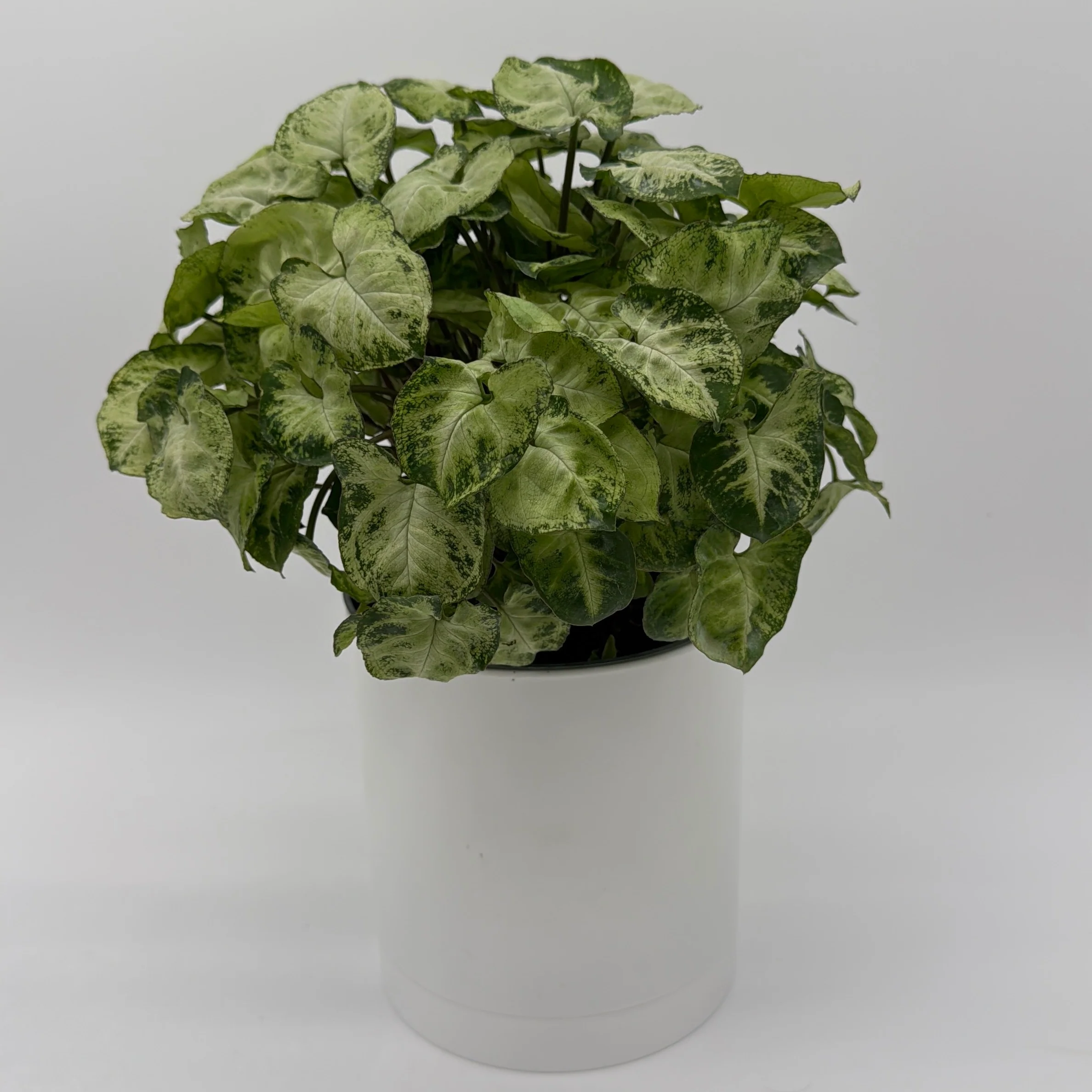 Syngonium Mouse Ears - Image 3