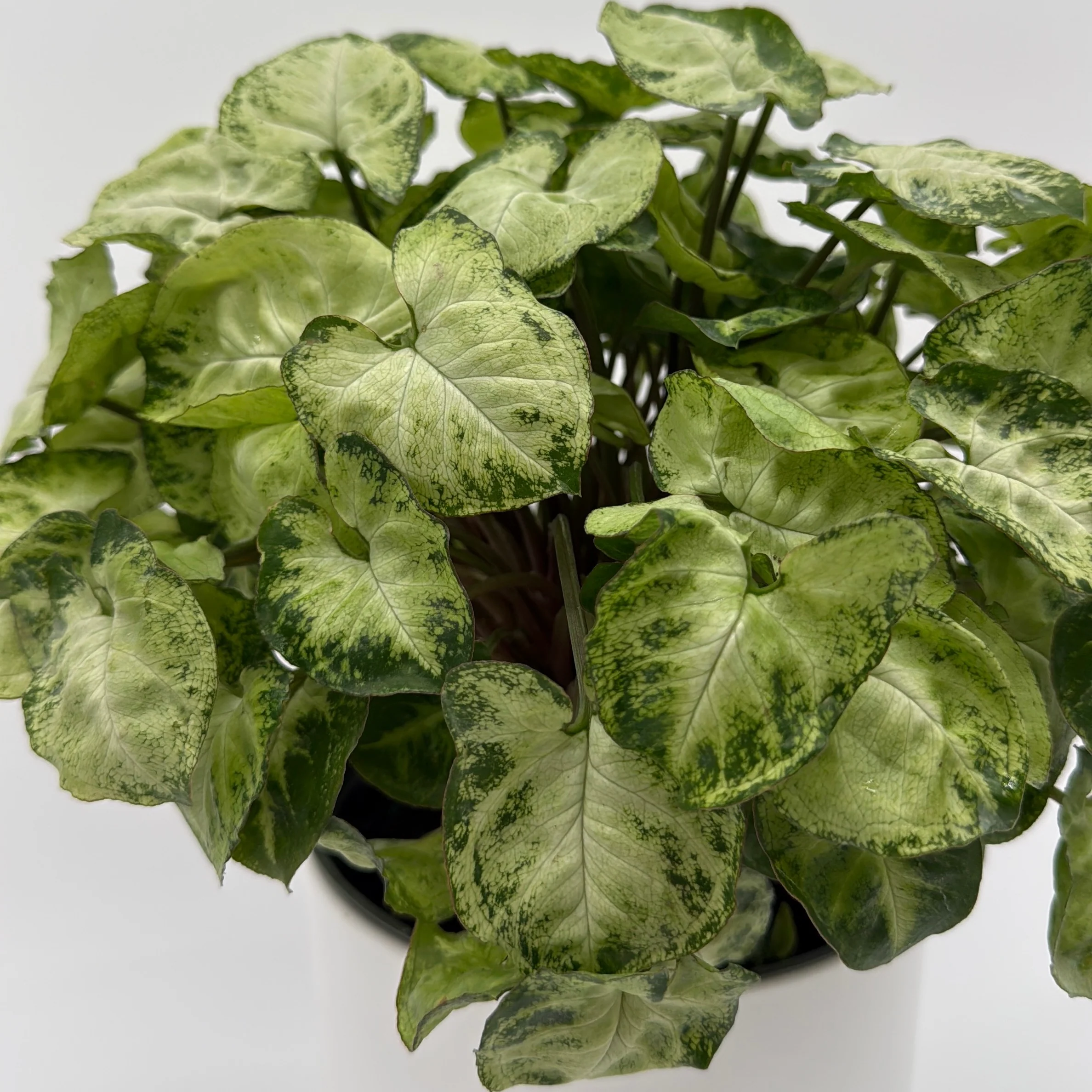 Syngonium Mouse Ears - Image 4