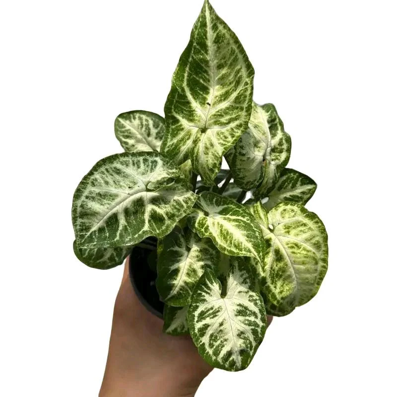 Syngonium Mouse Ears - Image 5