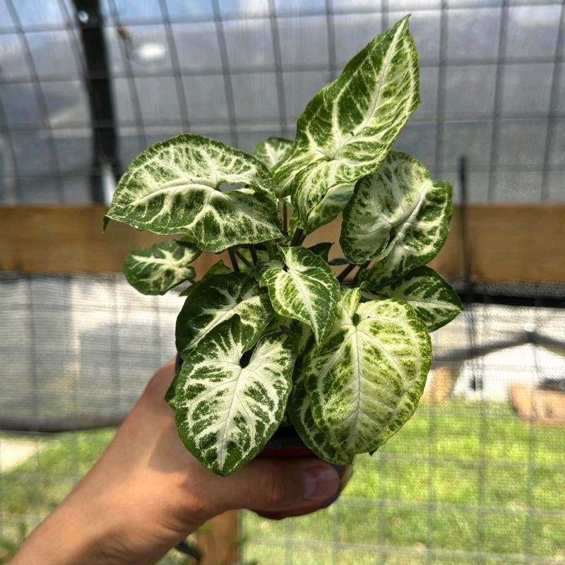 Syngonium Mouse Ears - Image 6