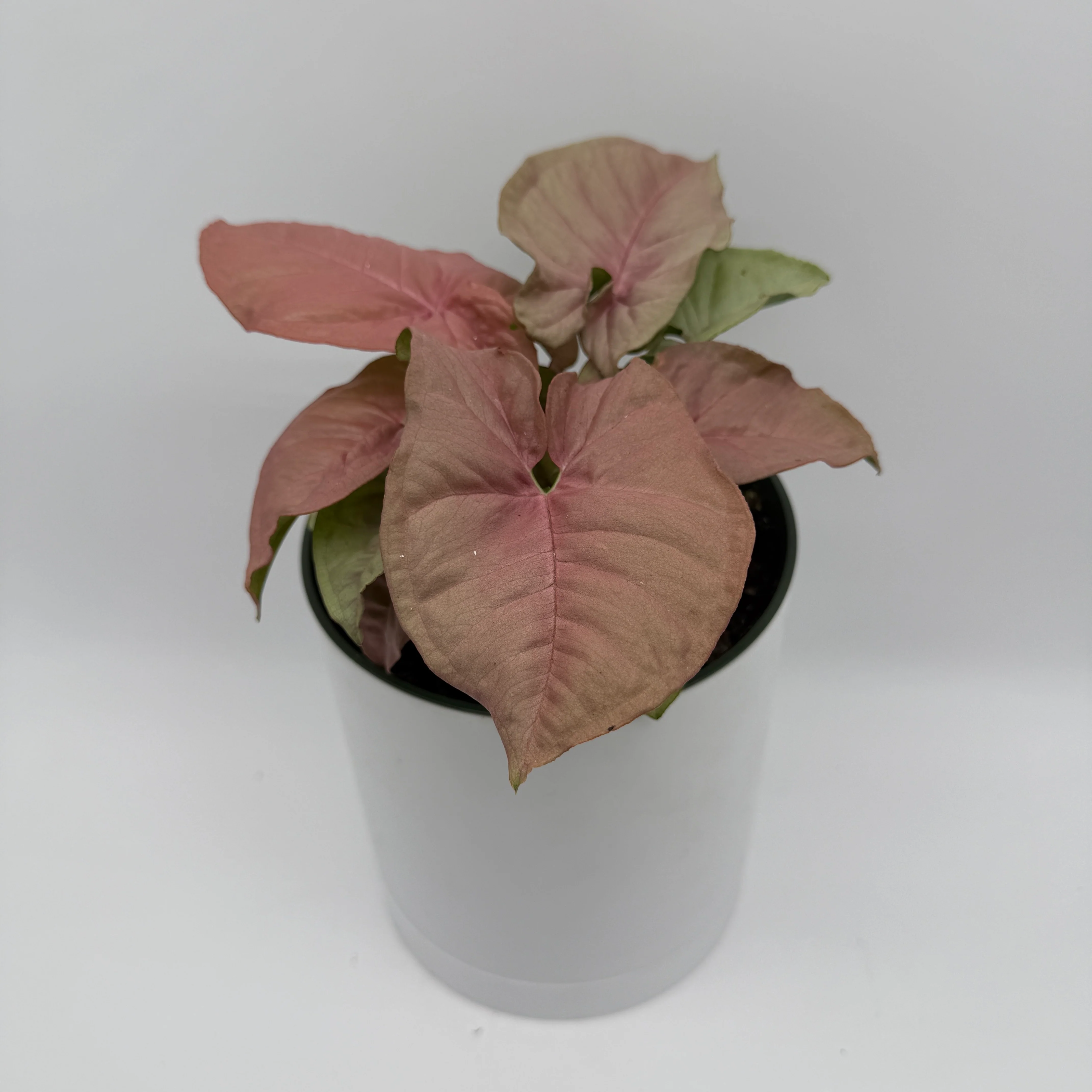 Syngonium Neon Pink - Image 3