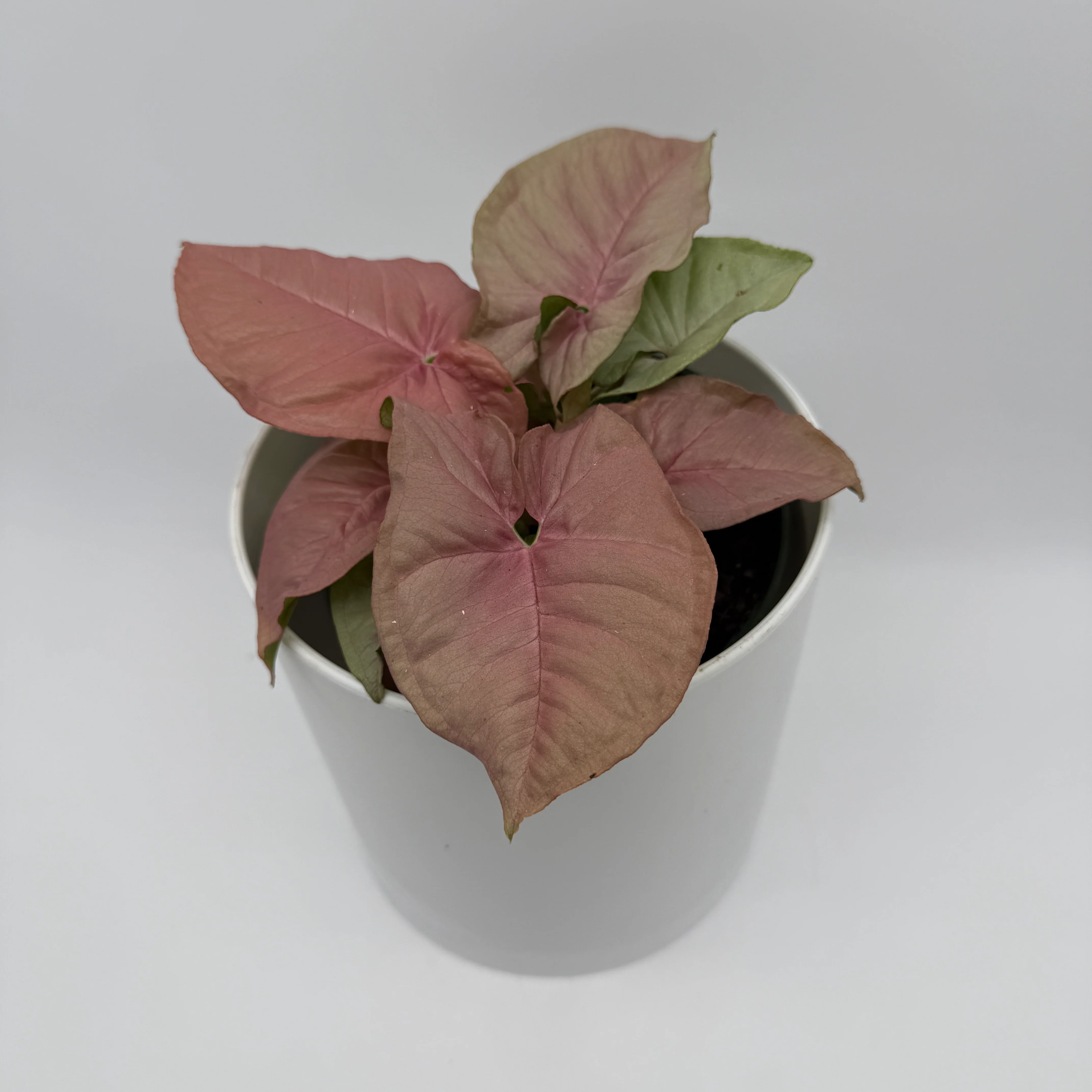 Syngonium Neon Pink - Image 4
