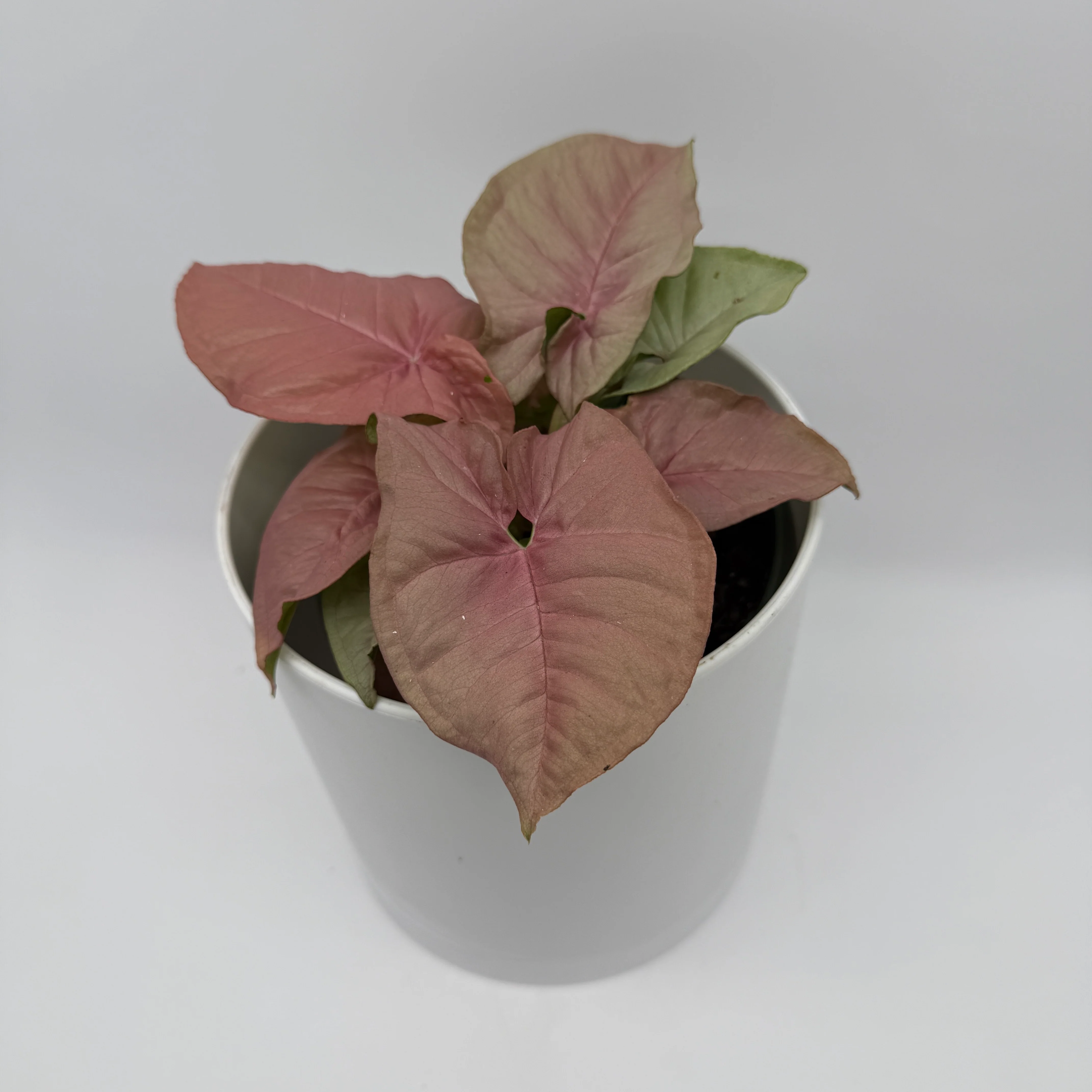 Syngonium Neon Pink - Image 5
