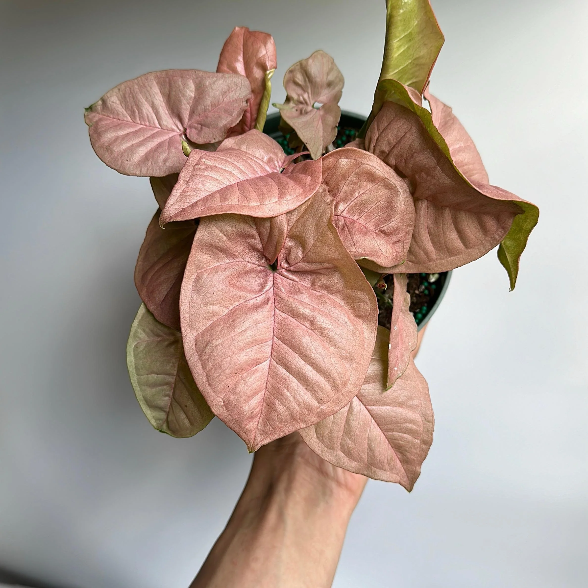 Syngonium Neon Pink - Image 6