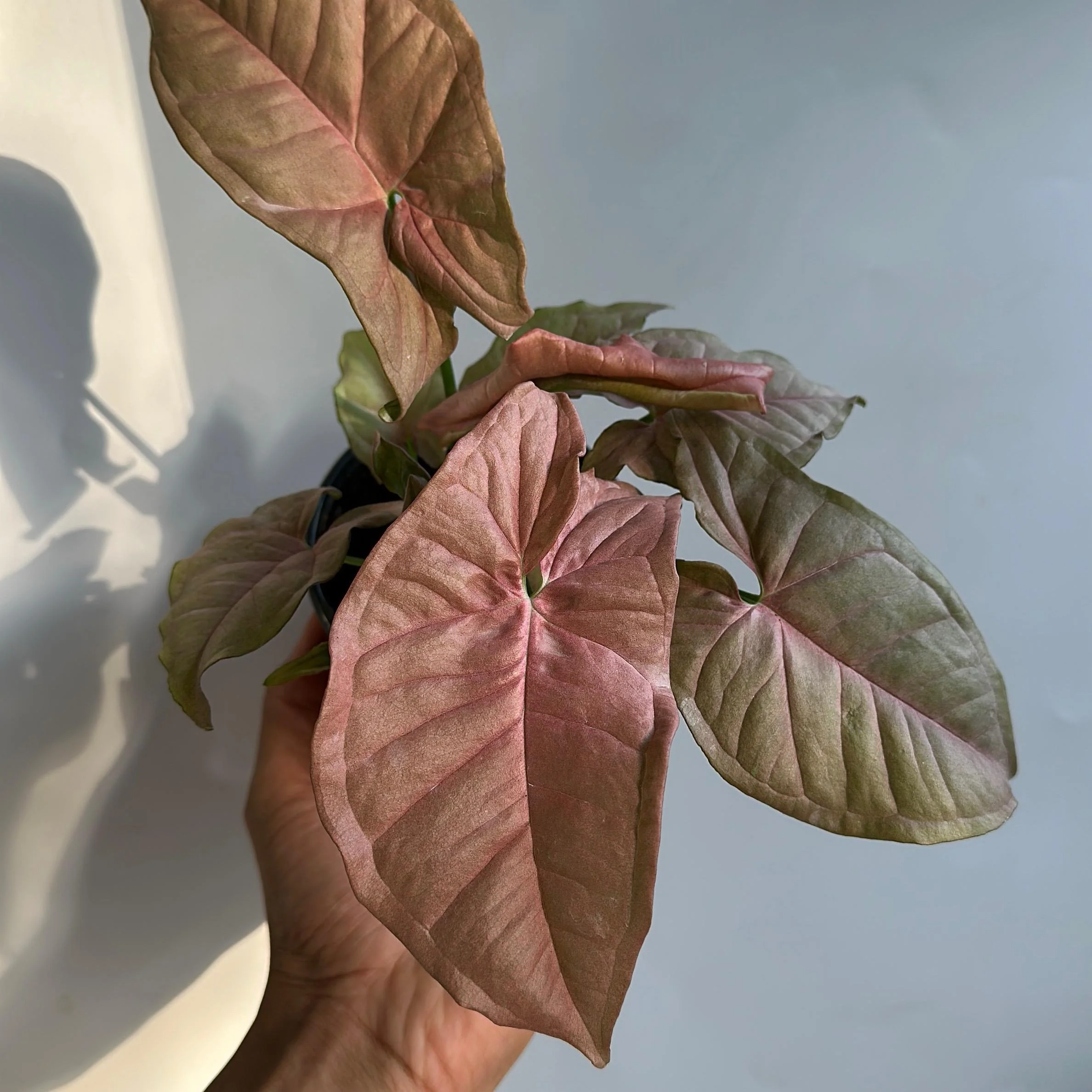 Syngonium Neon Pink - Image 7
