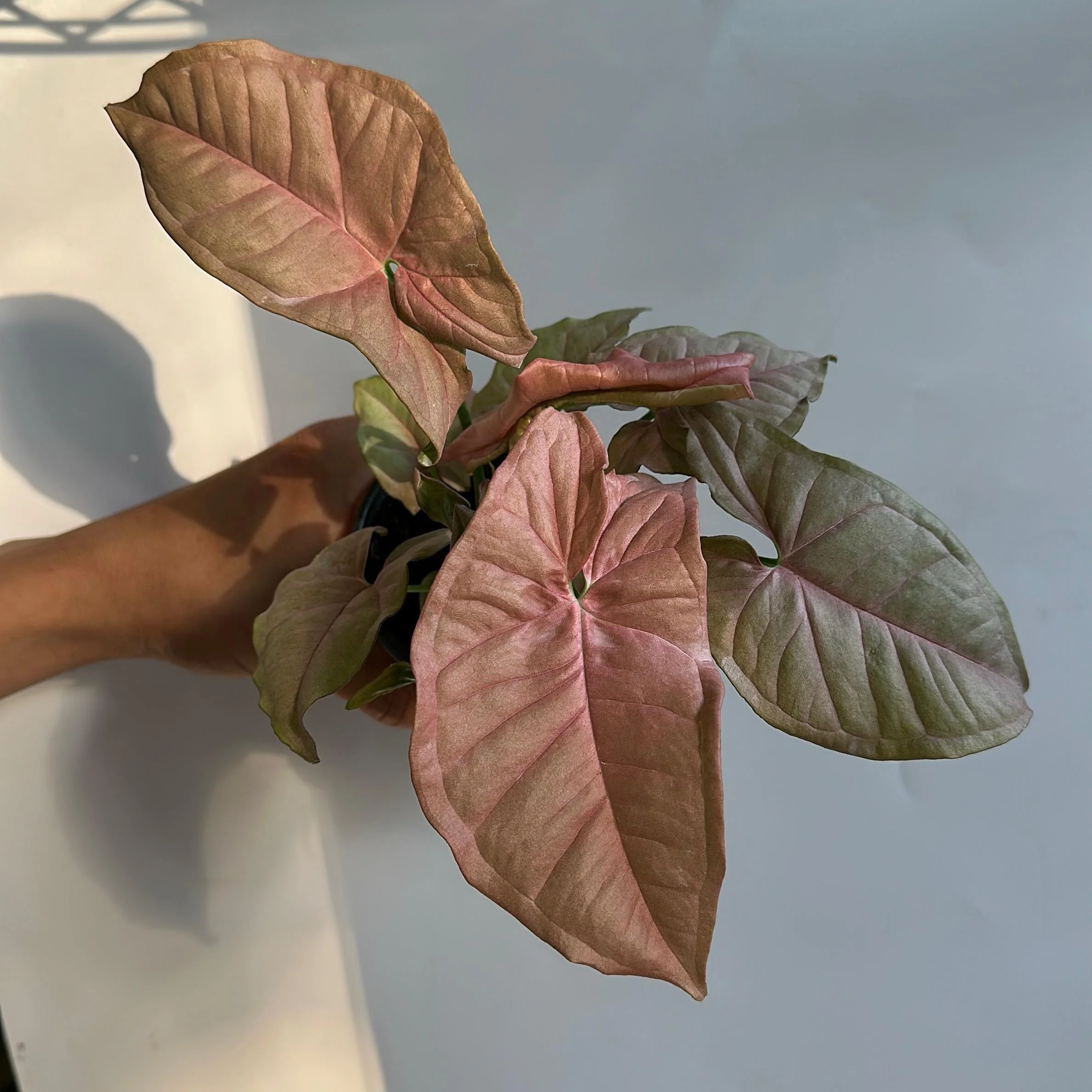 Syngonium Neon Pink - Image 8
