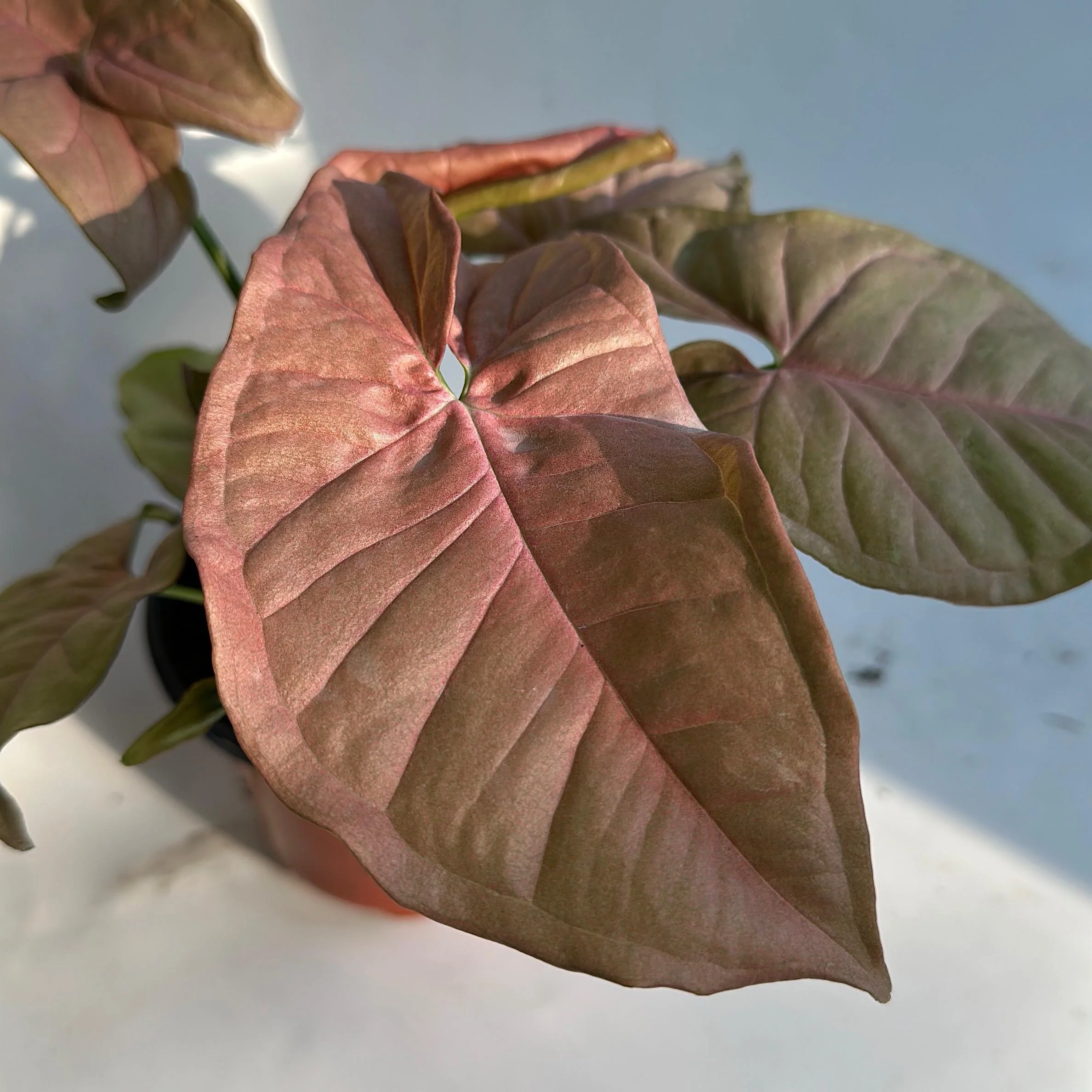 Syngonium Neon Pink - Image 9