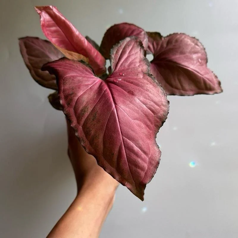 Syngonium Orm Nak Red