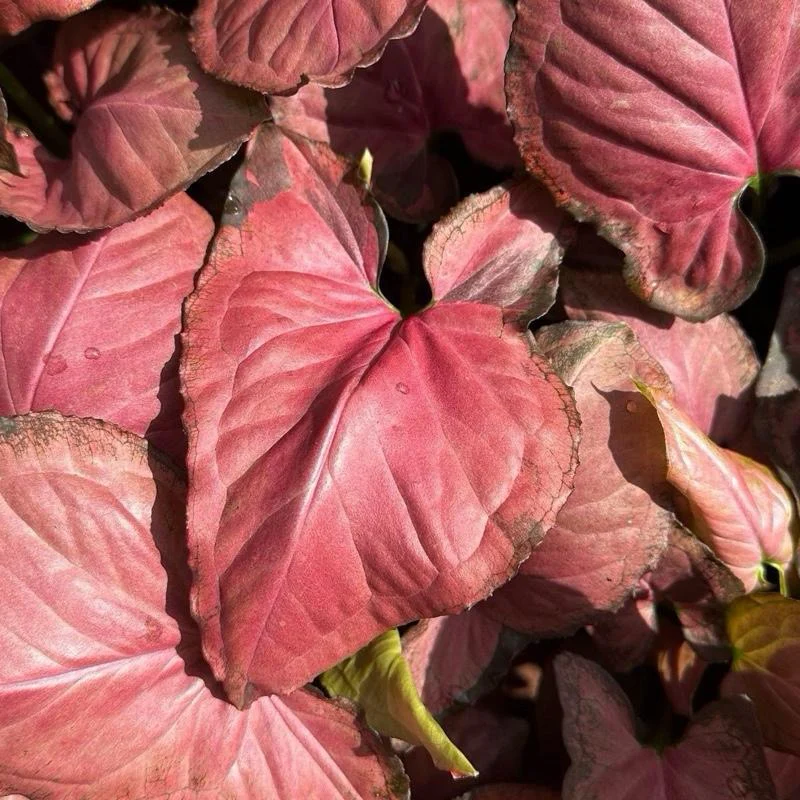 Syngonium Orm Nak Red - Image 2