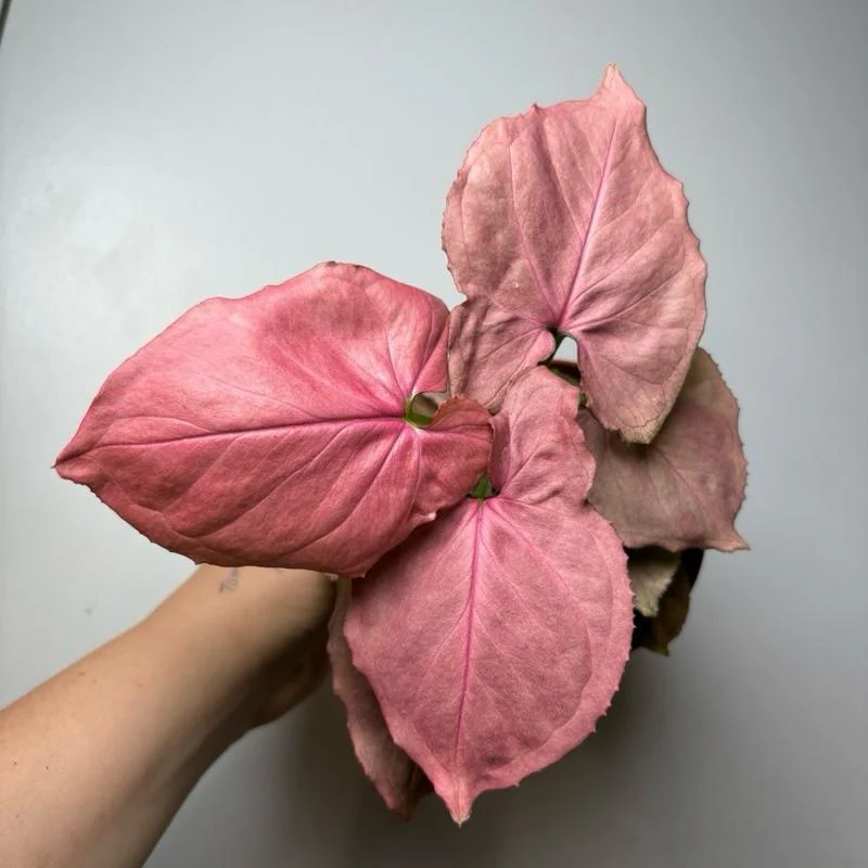 Syngonium Orm Nak Red - Image 3
