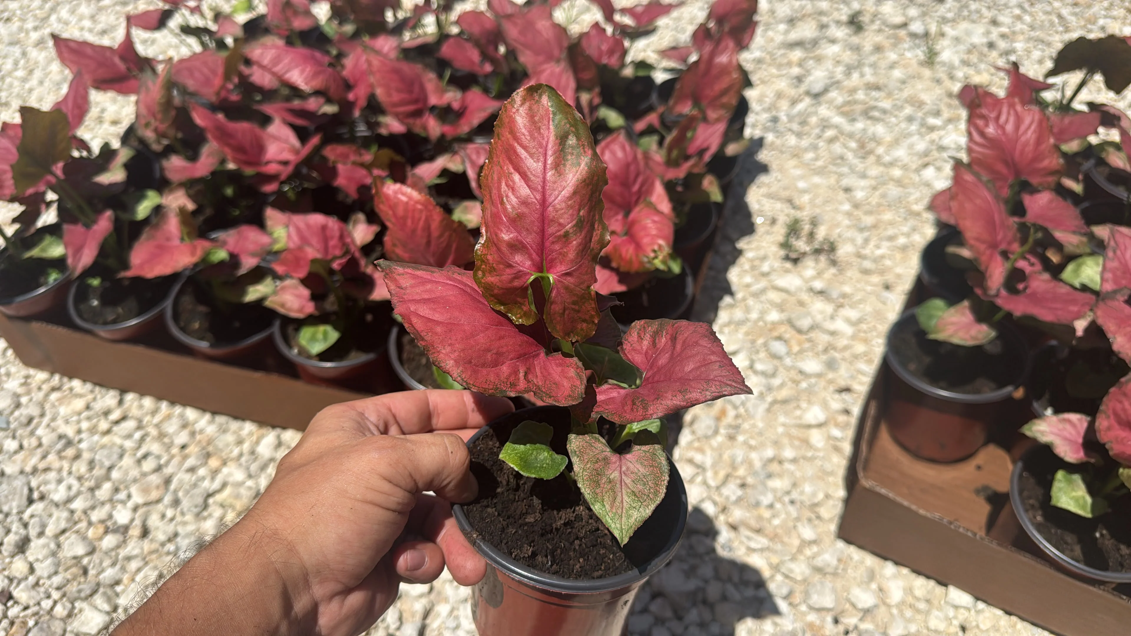 Syngonium Orm Nak Red - Image 4