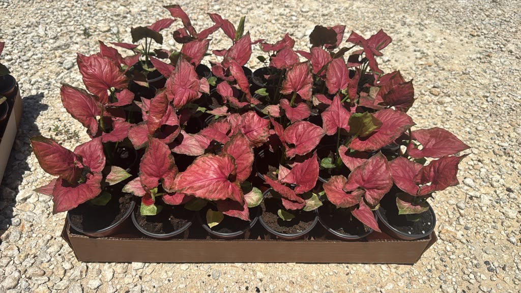 Syngonium Orm Nak Red - Image 5