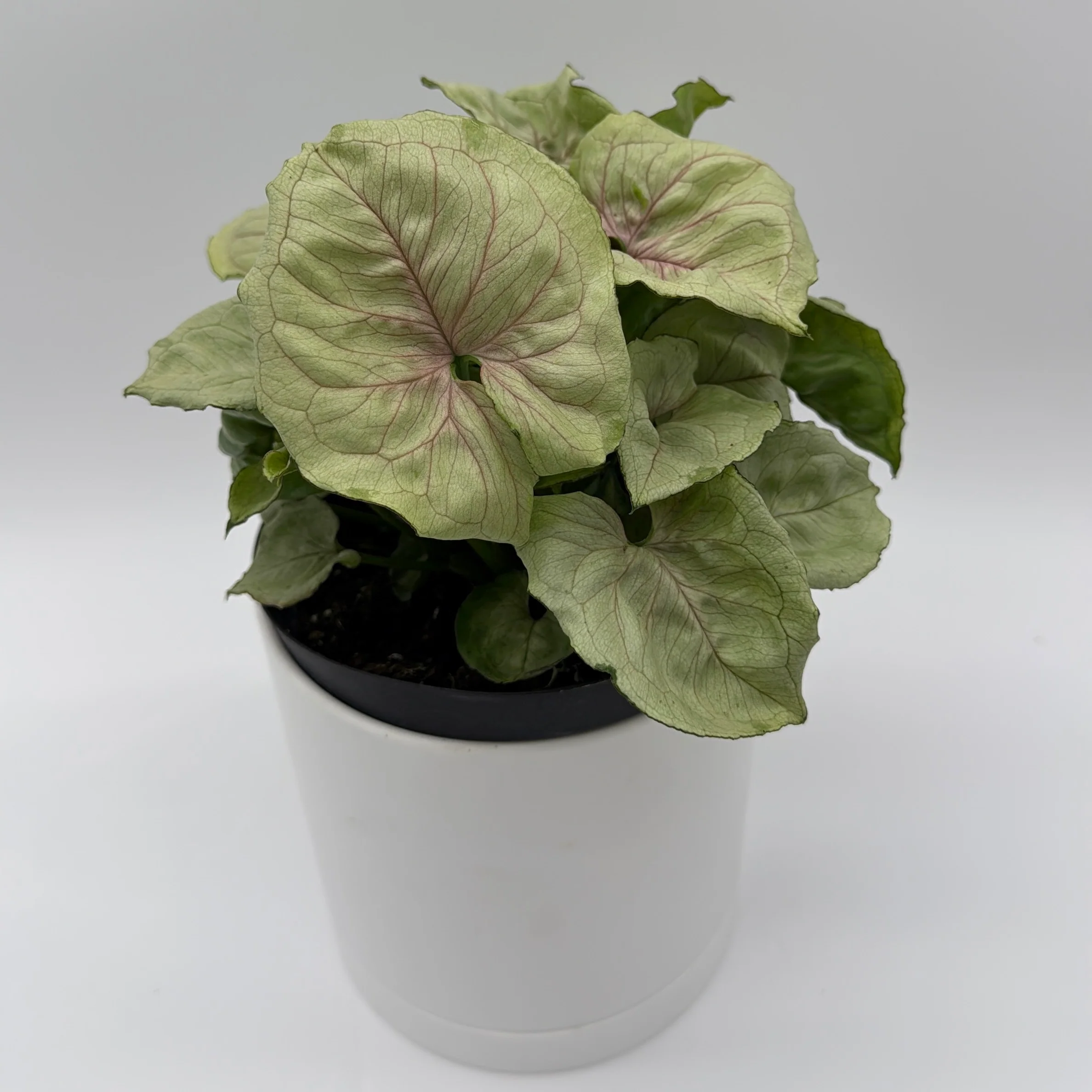 Syngonium 'Orn Thong' - Image 4