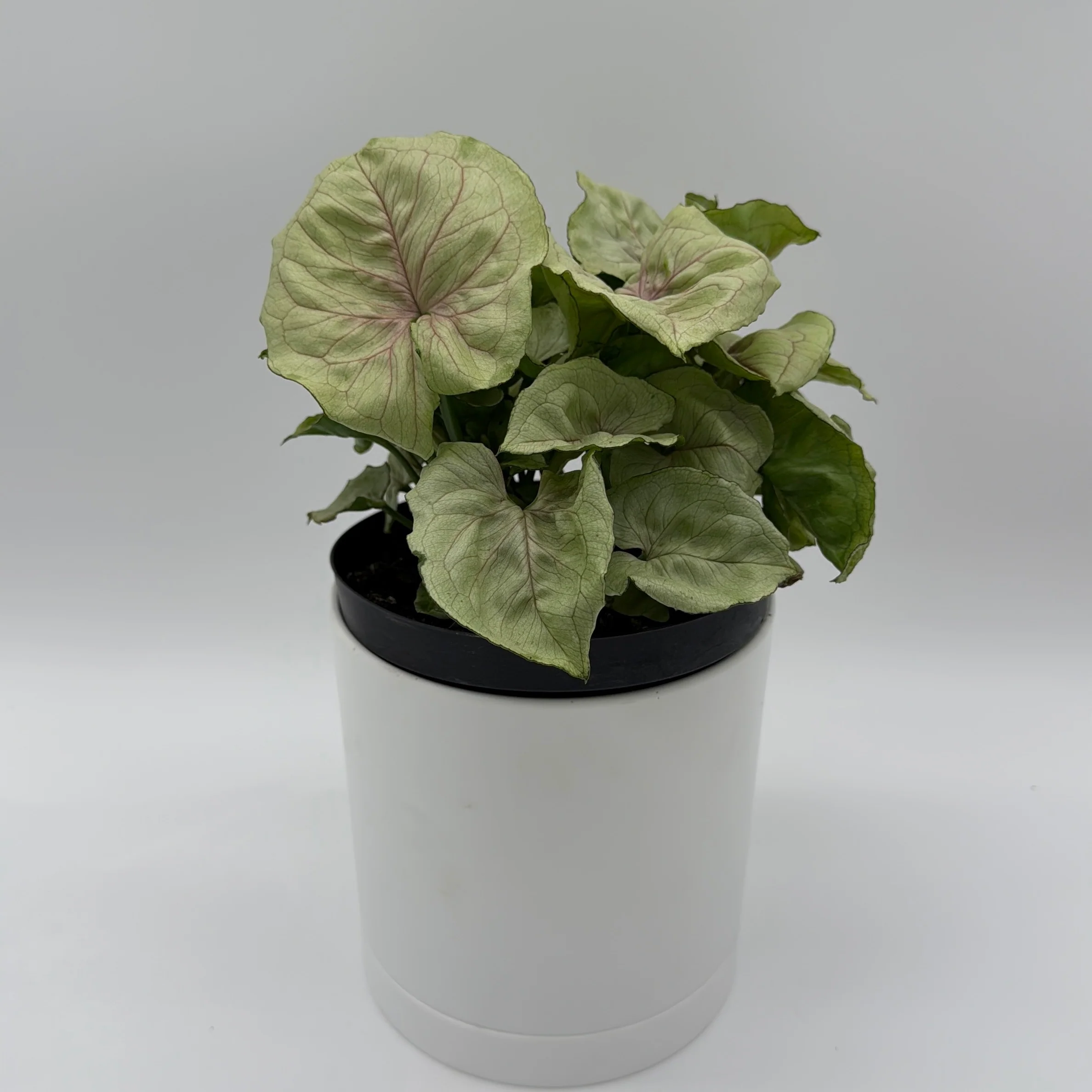 Syngonium 'Orn Thong' - Image 5