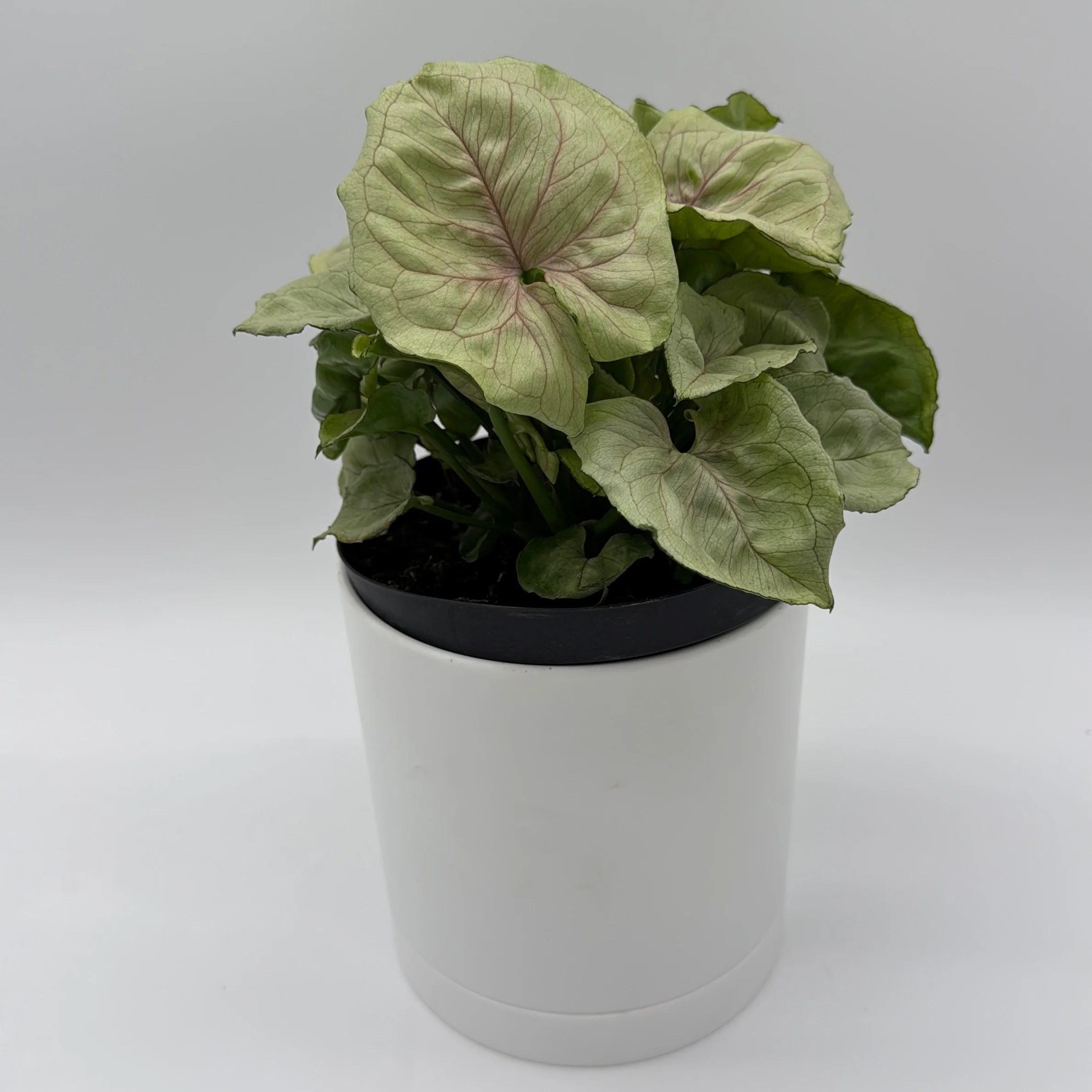 Syngonium 'Orn Thong' - Image 6